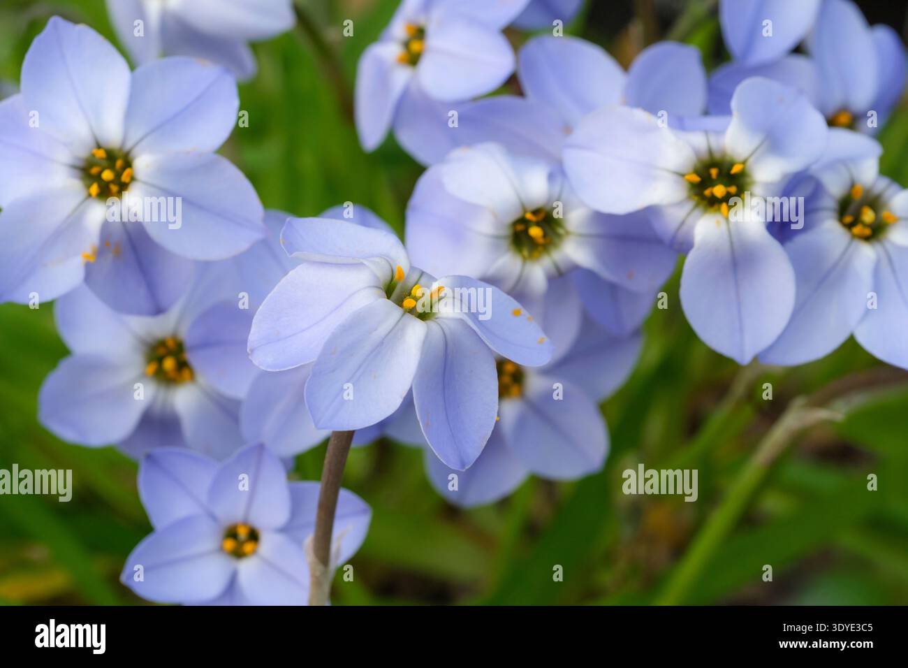Ipheion Jessie, Ipheion uniflorum Jessie, tiges de fleurs courtes, en forme d'étoile, fleurs bleu foncé Banque D'Images