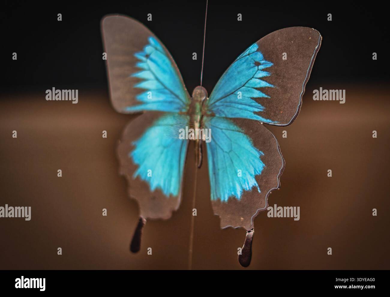 Un ornement Blue Mountain Swallowtail Banque D'Images