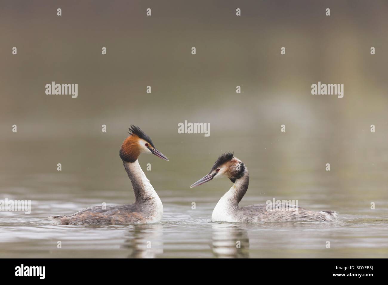 Grand grèbe à crête Podiceps cristatus, couple adulte, 1 dans le plumage d'élevage, 1 entrant dans le plumage d'élevage exécutant le rituel de cour, Suffolk, Angleterre, Banque D'Images