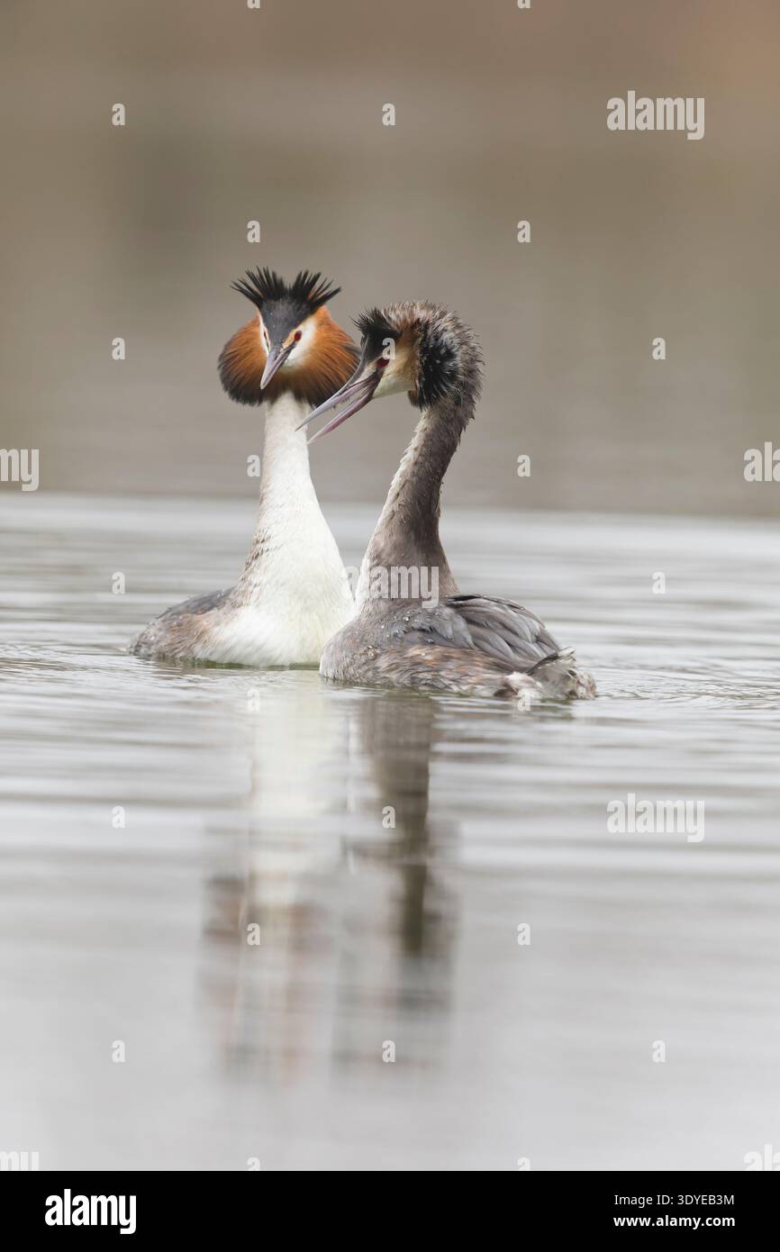 Grand grèbe à crête Podiceps cristatus, couple adulte, 1 dans le plumage d'élevage, 1 entrant dans le plumage d'élevage exécutant le rituel de cour, Suffolk, Angleterre, Banque D'Images