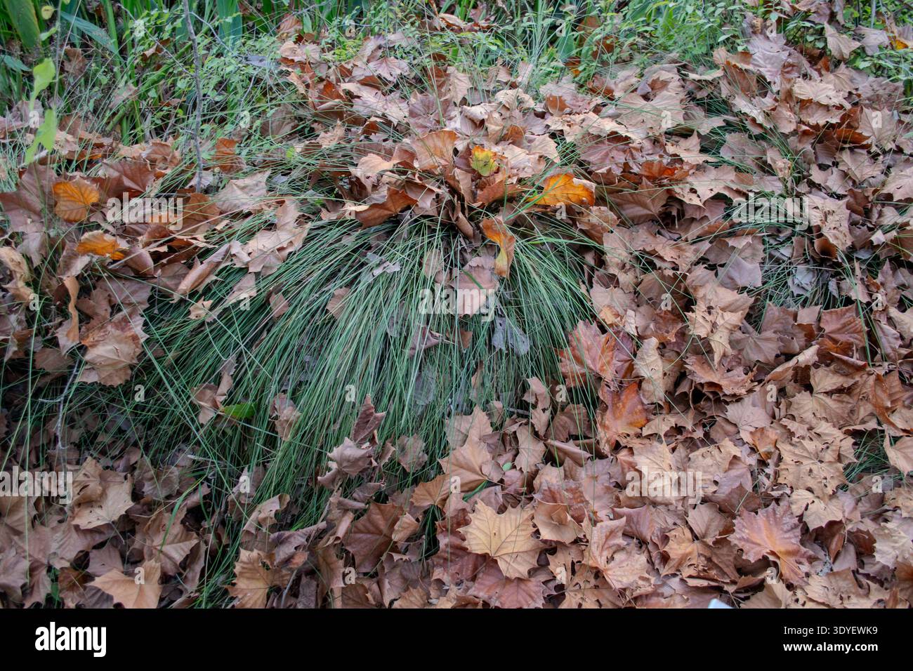 Feuilles mortes sur herbe verte Banque D'Images