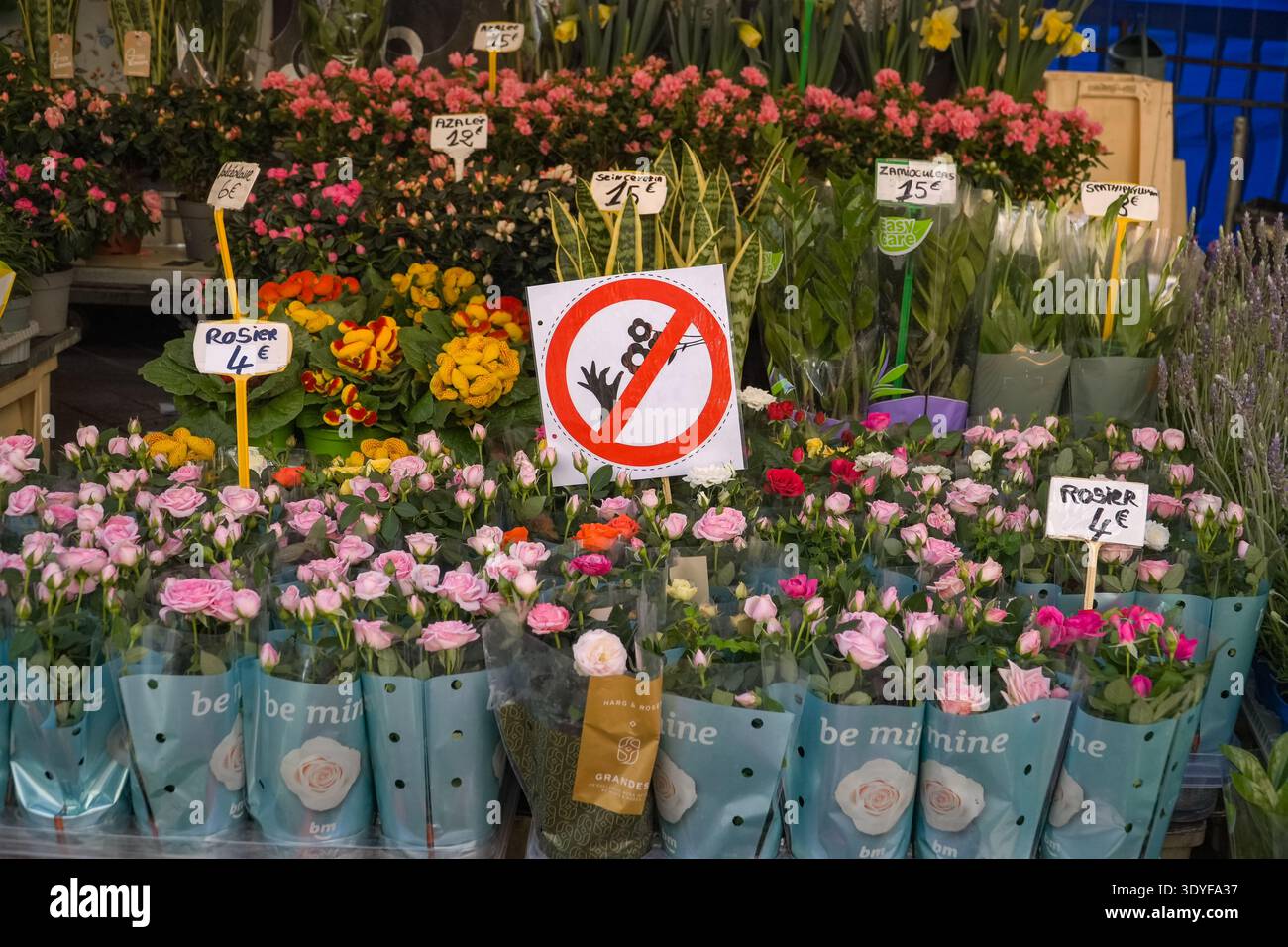 Présentoir de fleurs du marché cours Saleya avec panneau « no Picking ». Rosier pour 4€. Belle scène du marché de la vieille ville. Banque D'Images