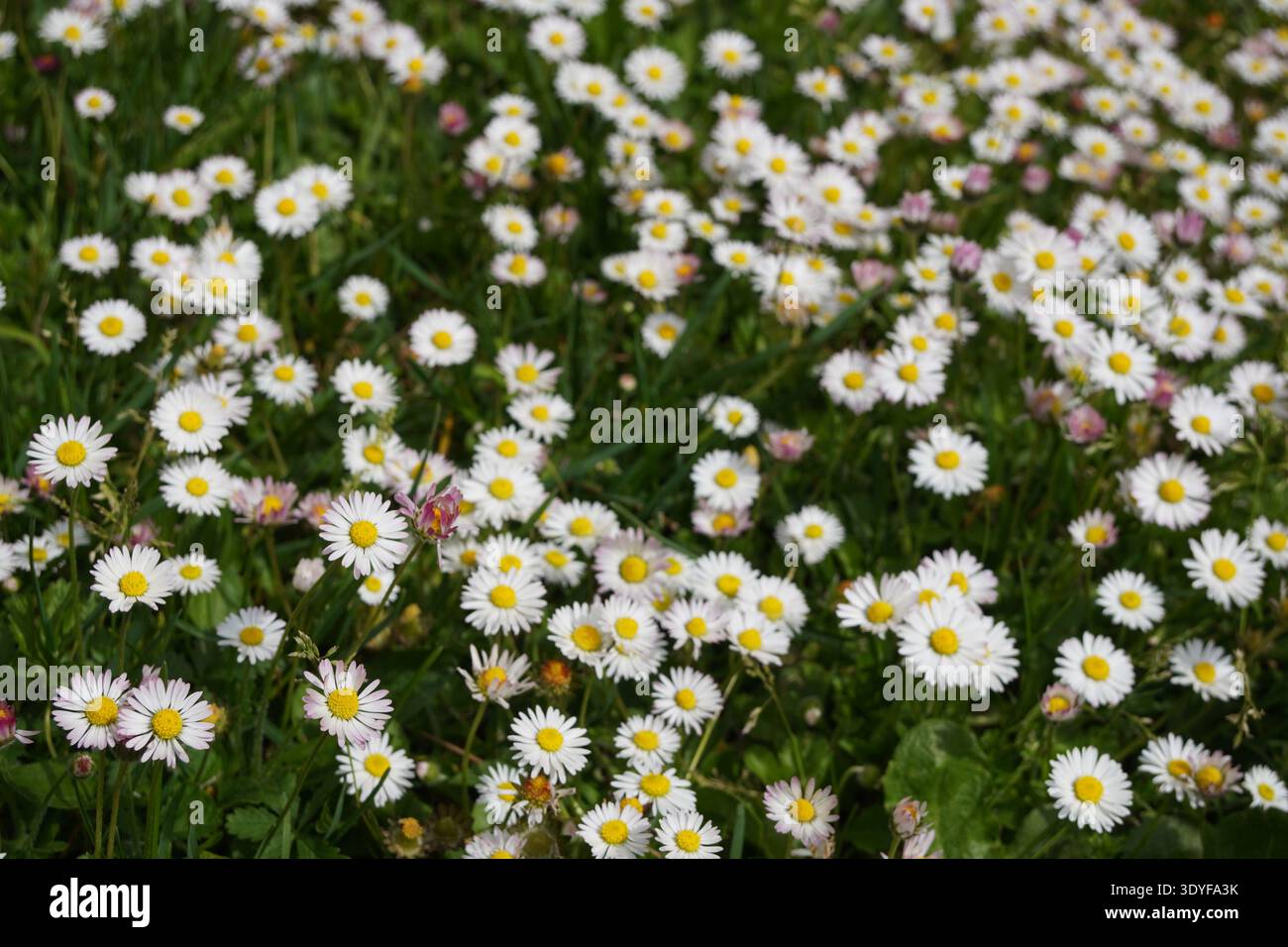 Gros plan sur Daisy Flowers, Bellis Perennis, Annecy, France Banque D'Images