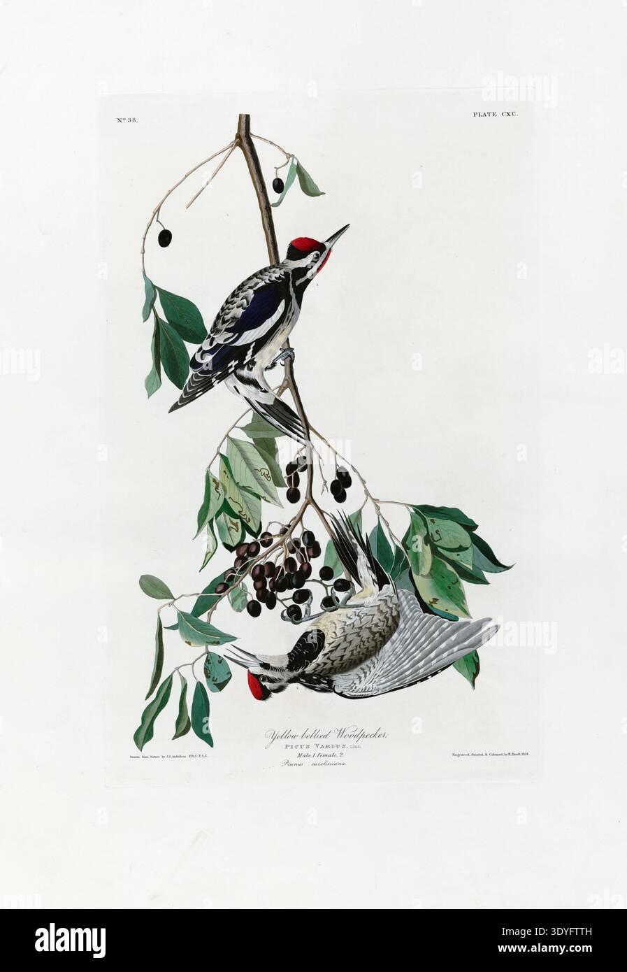Illustration ornithologique vintage du pic à ventre jaune de John James Audubon, capturant l'histoire naturelle américaine du XIXe siècle tirée de Birds of America. Banque D'Images