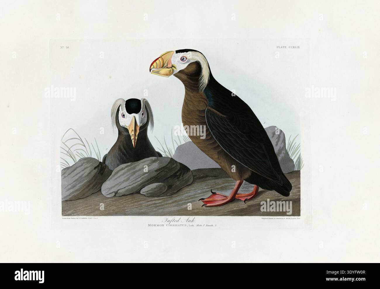 Une illustration vintage détaillée de deux macareux touffetés de l'œuvre ornithologique acclamée de John James Audubon, « Birds of America ». Banque D'Images
