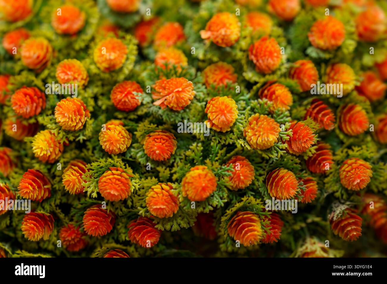De minuscules fleurs avec des têtes orange vif poussent près les unes des autres dans un jardin. Des feuilles vertes entourent les fleurs, ajoutant à la scène animée. Banque D'Images