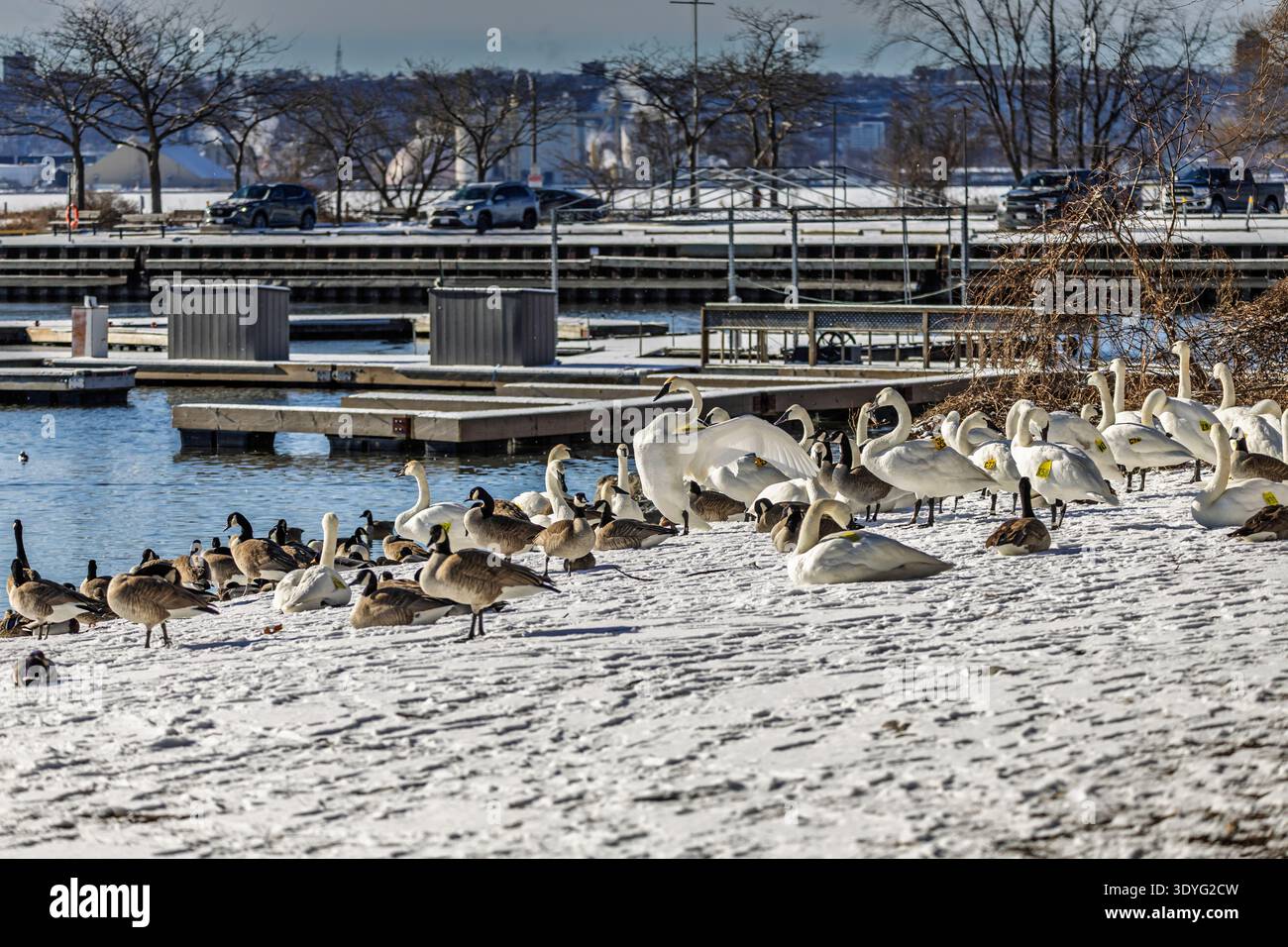 Grande troupe de cygnes trompettistes et de bernaches du Canada rassemblant sur la rive enneigée de la marina du parc LaSalle. Burlington, Ontario, Canada. Banque D'Images
