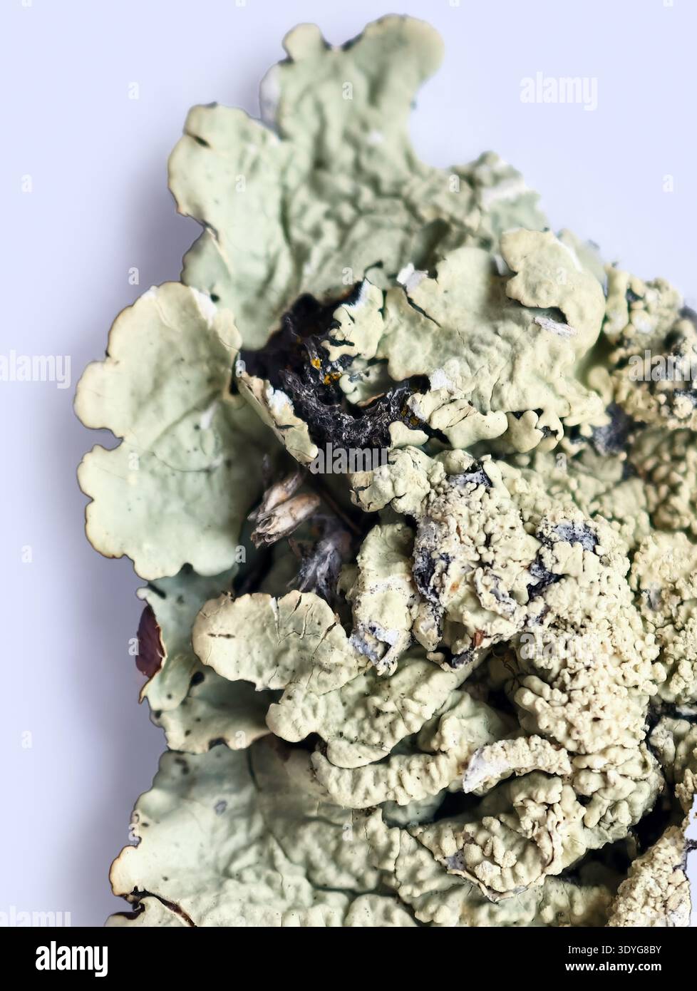 Lichen foliaire Flavoparmelia caperata ou lichen greenshield commun. Pousse sur l'écorce des arbres. Banque D'Images
