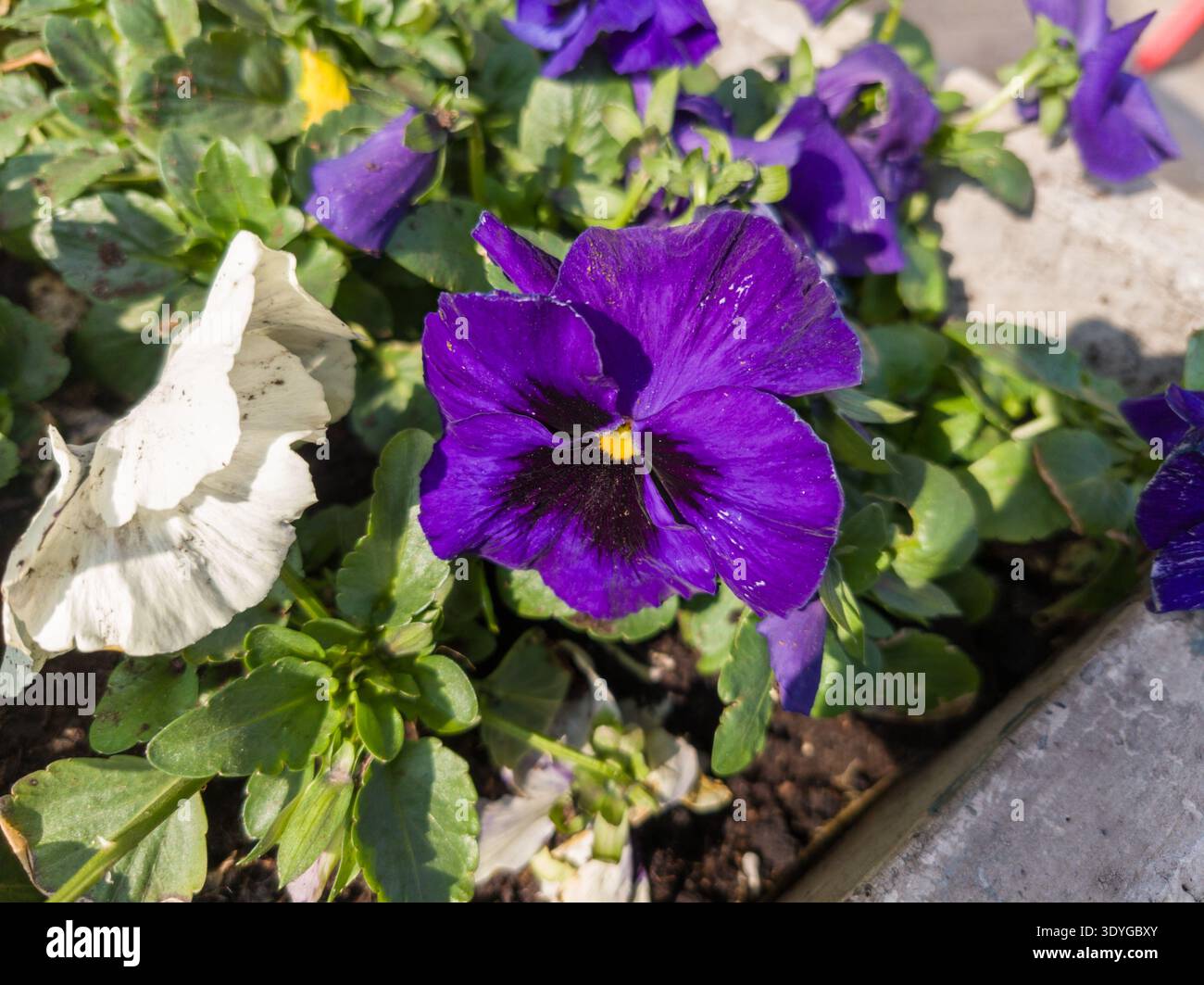 Gros plan d'une fleur de pensée violette vibrante (Viola x wittrockiana) avec un « visage » sombre et un œil jaune fleurissant dans un jardin. Banque D'Images
