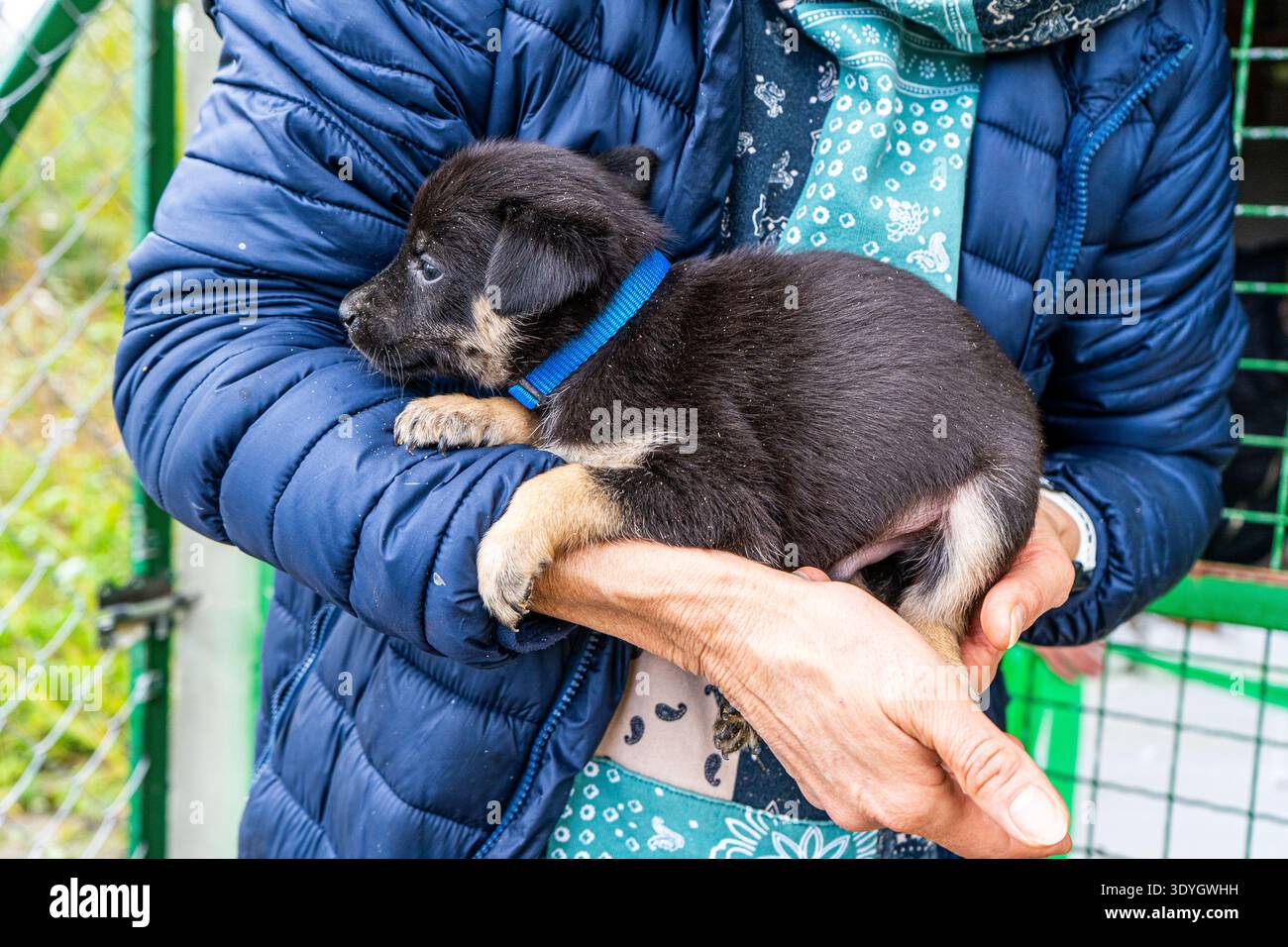 Chiot petit chien dans les mains animal noir animal de compagnie Banque D'Images