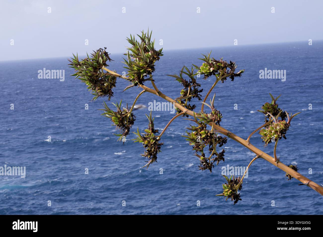 La brise marine fait balancer cet arbre mince et élancé avec les rafales de vent. Banque D'Images