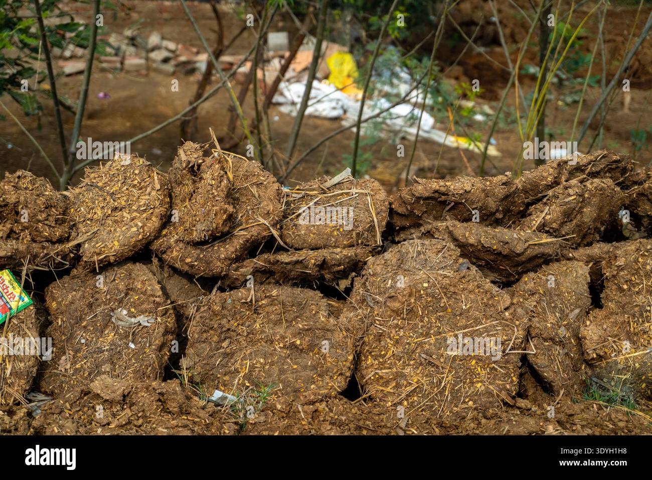 Tas de gâteaux de bouse de vache dans le nord rural de l'Inde, traditionnellement utilisés comme biocarburant pour la cuisine et le chauffage, représentant des pratiques énergétiques durables Banque D'Images