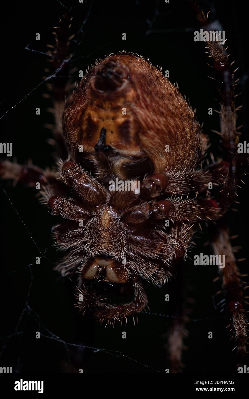 Macro gros plan du dessous de l'araignée montrant des crocs, des jambes poilues et des yeux, avec des brins de toile faibles et des textures brunes riches sous une lumière naturelle douce Banque D'Images