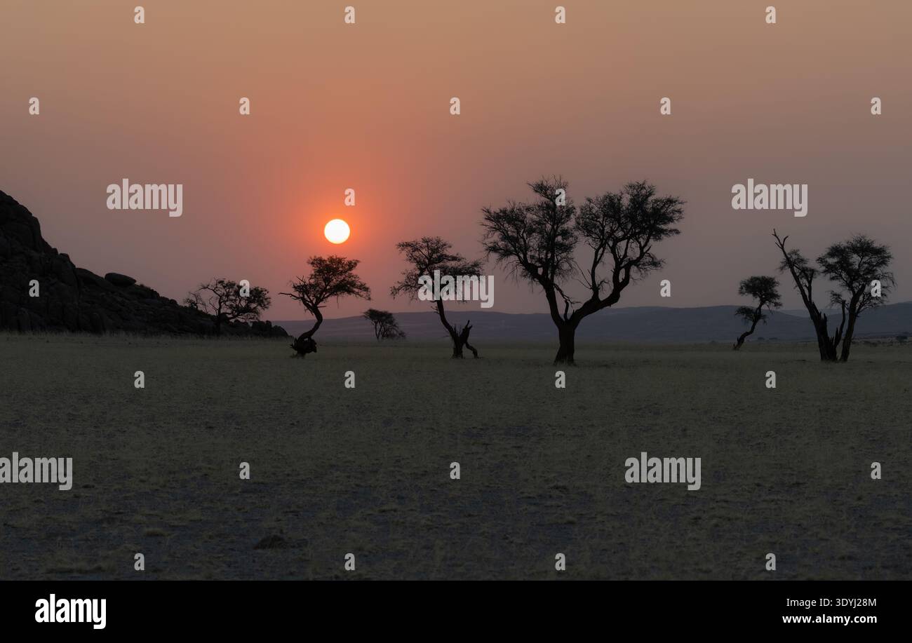 Coucher de soleil sur les arbres dans le désert à Sesriem, désert du Namib, Namibie, Afrique Banque D'Images