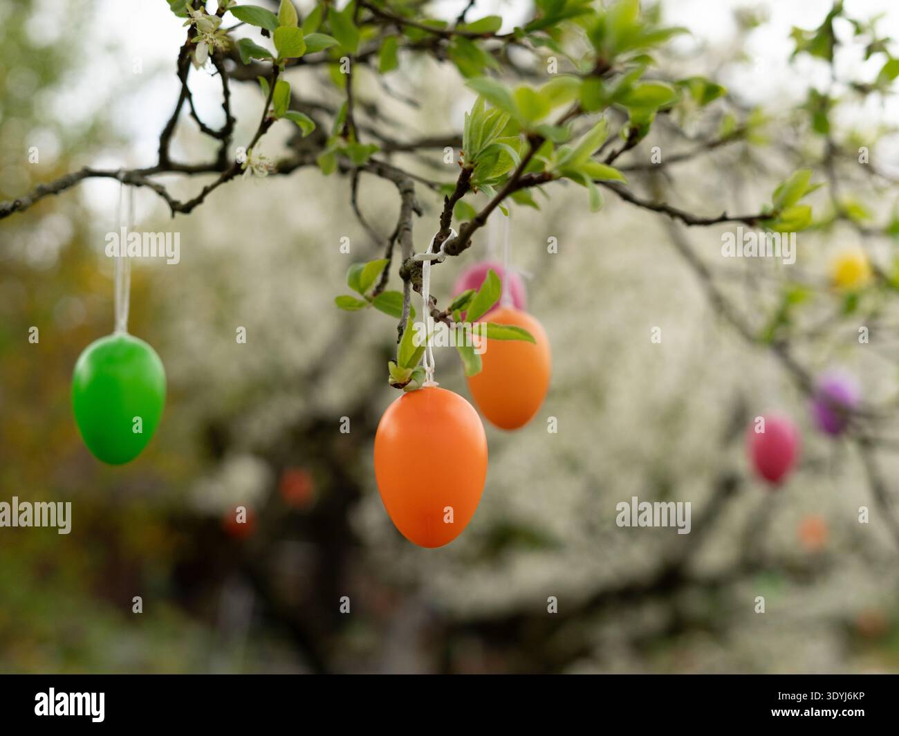 Deux œufs de Pâques colorés suspendus à la branche fleurie dans le jardin de printemps Banque D'Images