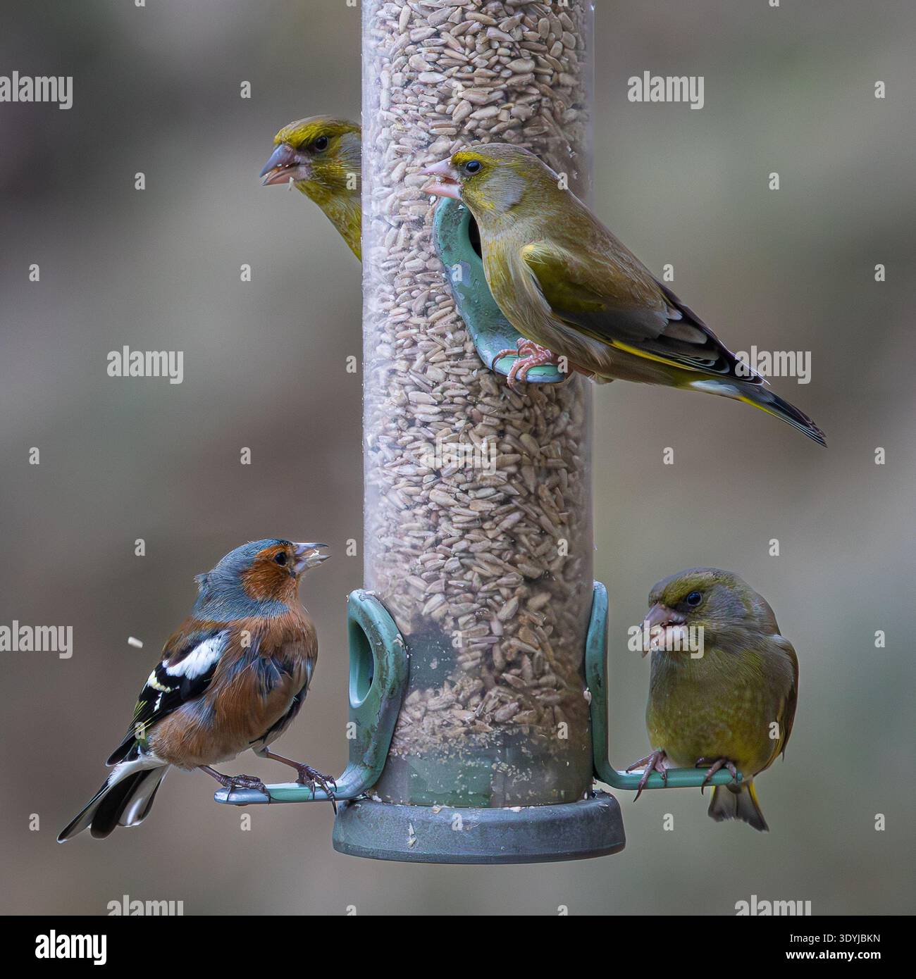 Quatre oiseaux à une mangeoire au centre RSPB Banque D'Images