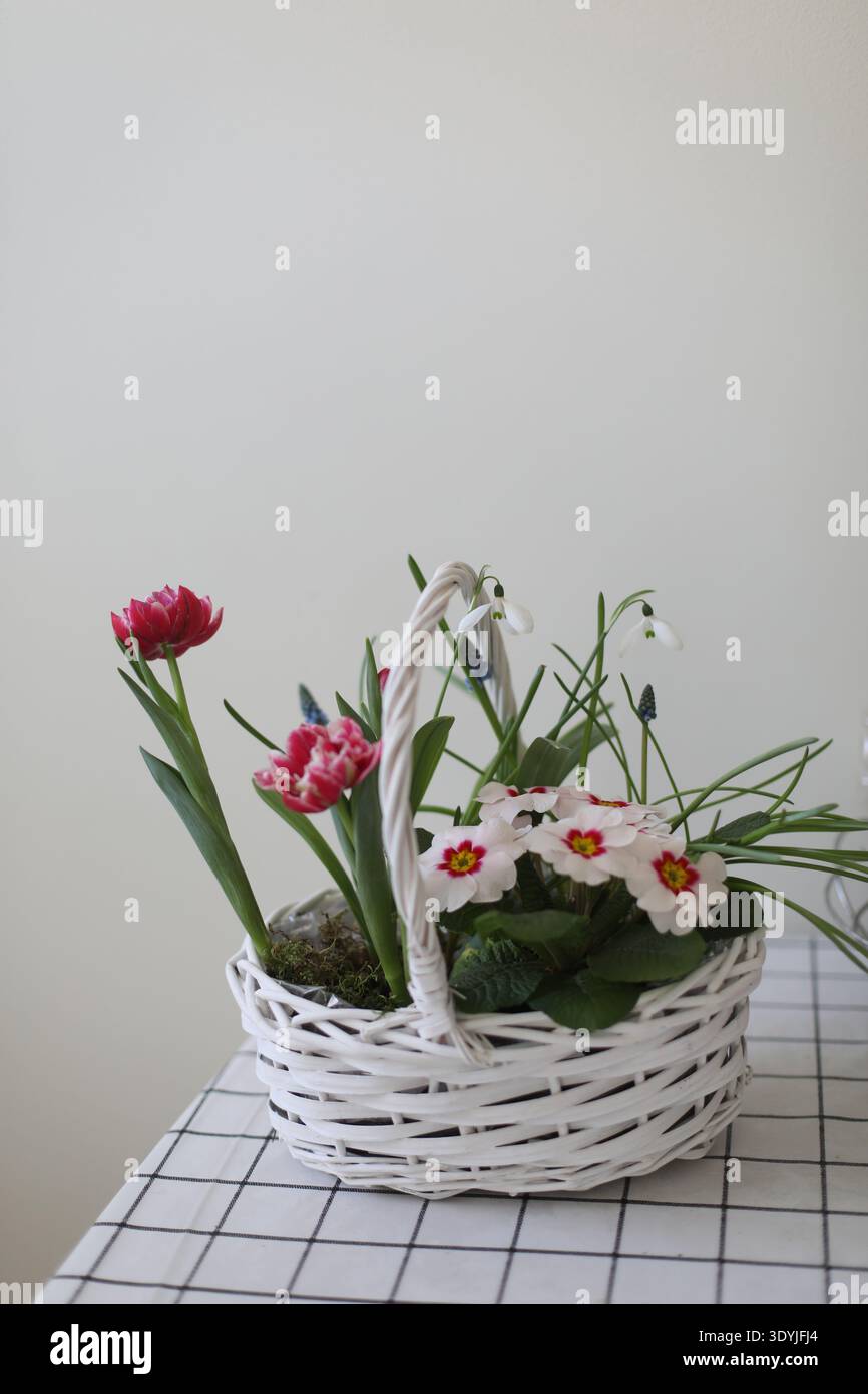 Fleurs de printemps en pots. Jonquilles colorées, primroses, pansies. Décorations rustiques de Pâques : panier en osier avec des tulipes sur un fond blanc sur blanc Banque D'Images