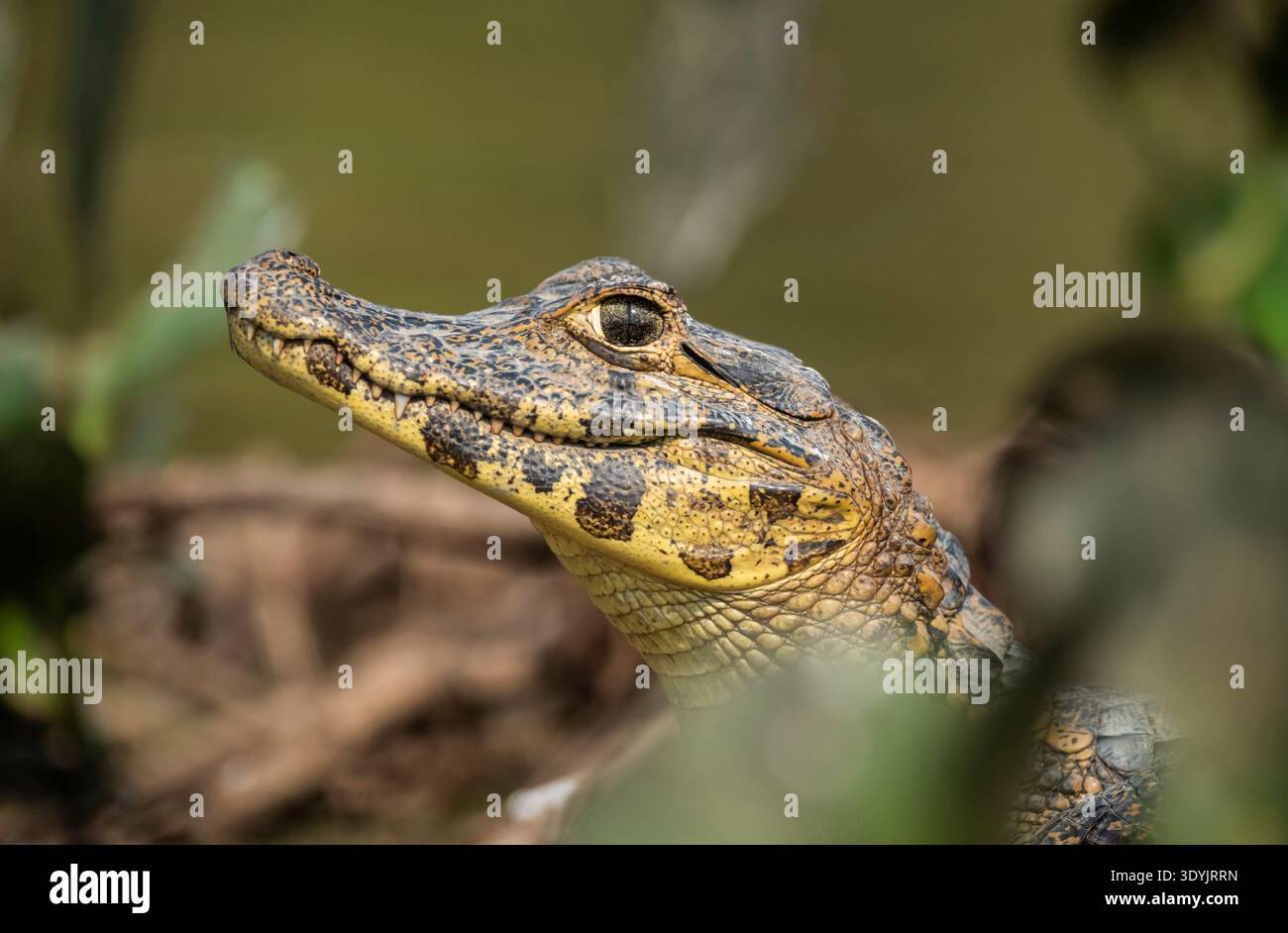 Caïman à museau large, (Caiman latirostris) bébé, Pantanal, Mato Grosso, Brésil. Banque D'Images