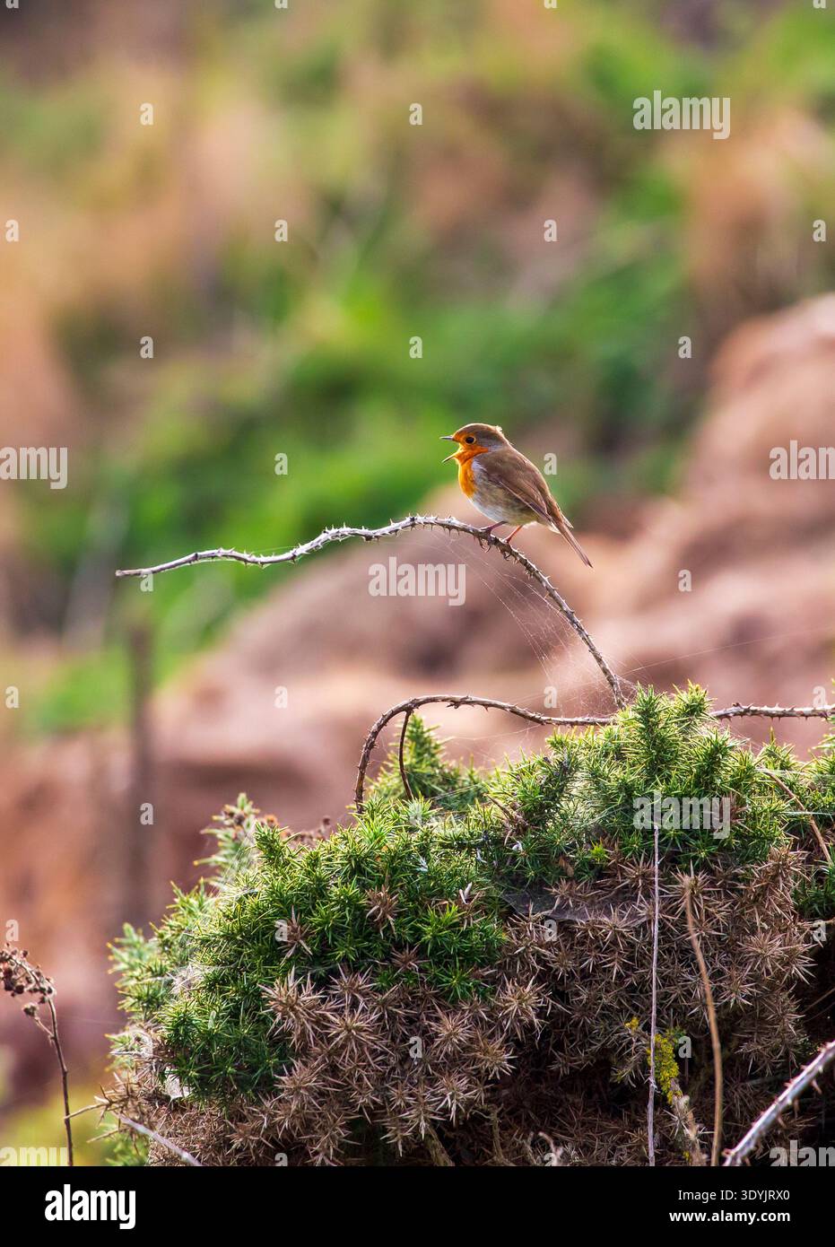 European robin (Erithacus rubecula aux abords) Banque D'Images