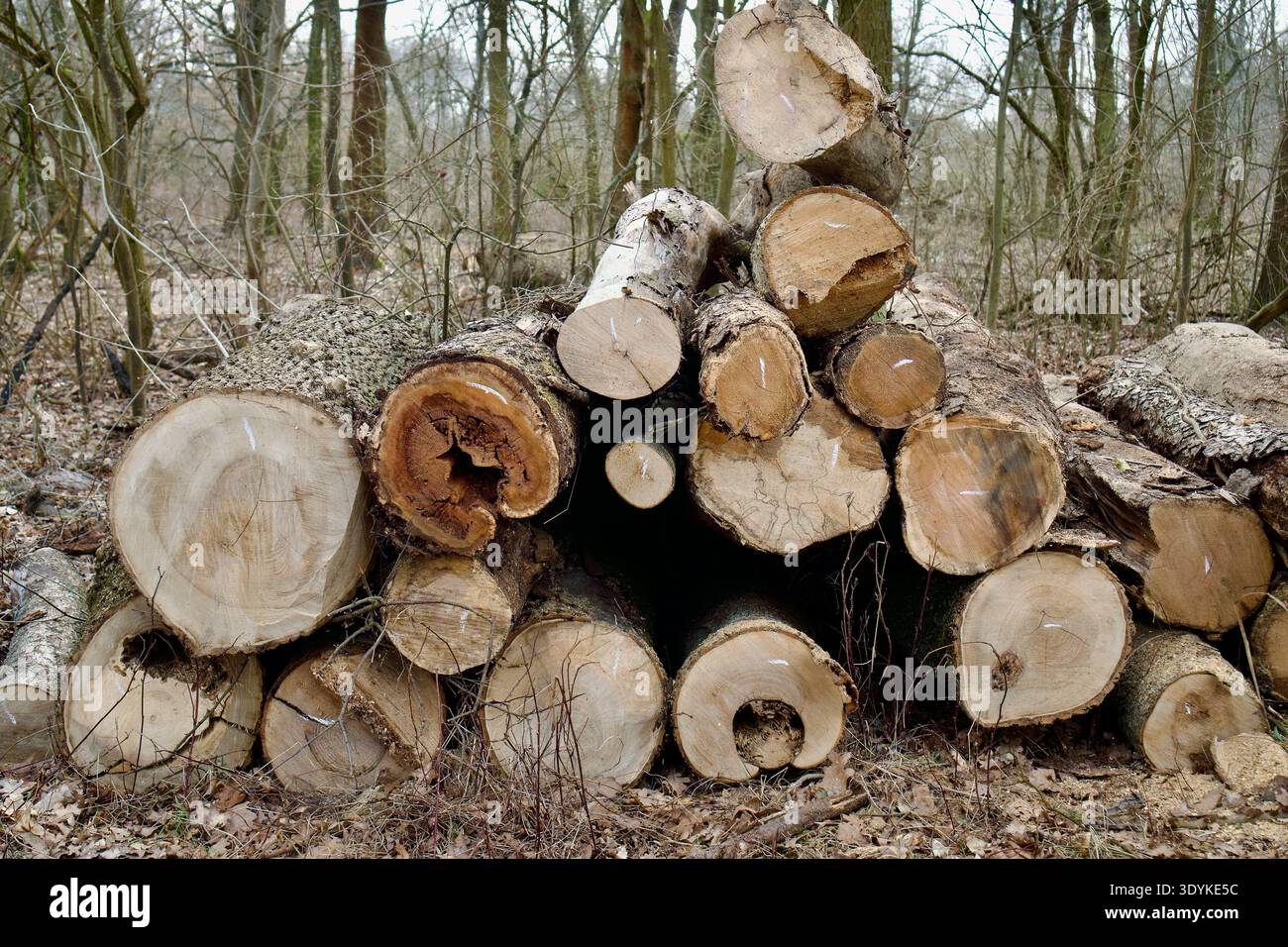 Vue de face de bûches de bois empilées dans une forêt. Banque D'Images