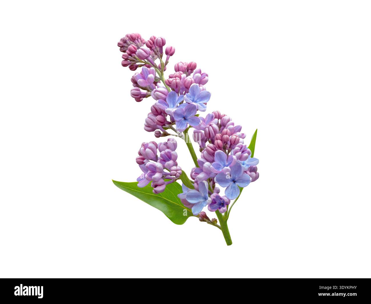 Branche de lilas frais (Syringa vulgaris) avec des bourgeons violets, des fleurs bleues et des feuilles vertes isolées sur fond blanc. Élément floral printanier pour le design, Banque D'Images