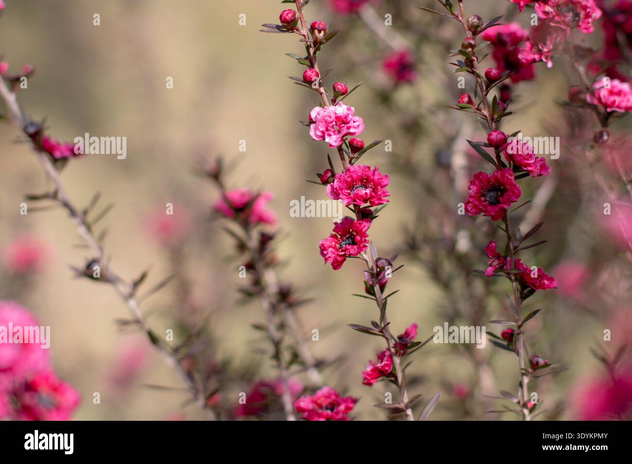 Fleurs de Manuka rouge vif fleurissant sur les branches de Leptospermum scoparium dans un jardin ensoleillé. Macro naturelle avec faible profondeur de champ mettant en évidence delica Banque D'Images