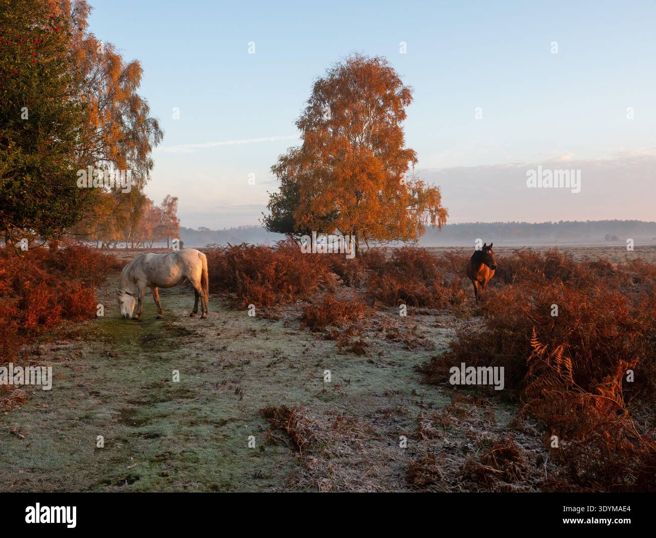 Poney de New Forest Equus caballus sur la lande dans la lumière tôt le matin au bord de Matley Wood, Matley Holms, New Forest National Park, Hampshire, Engl Banque D'Images