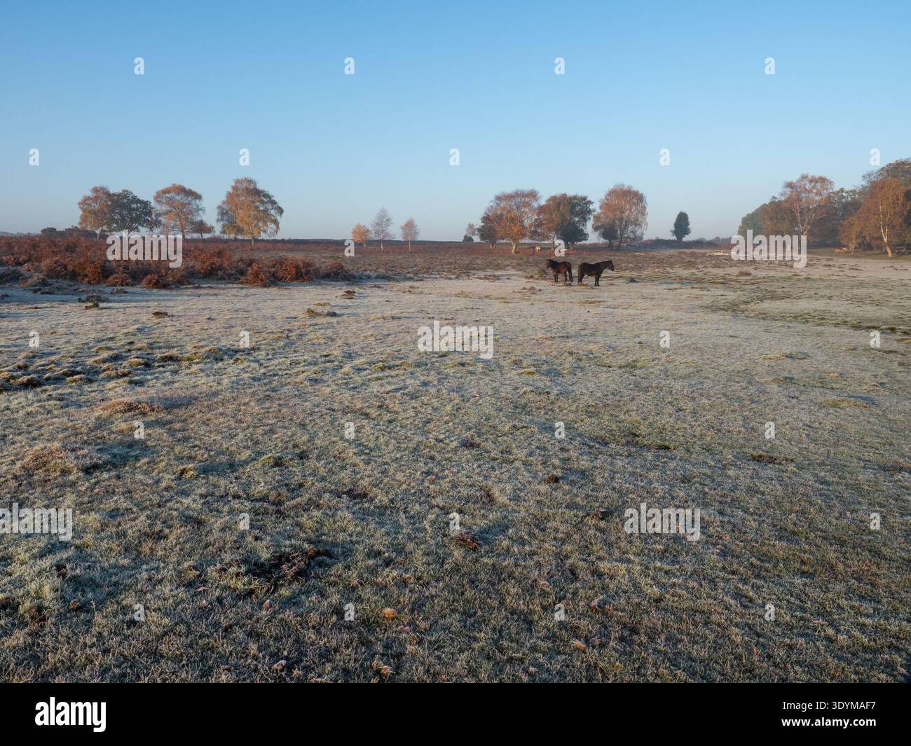 Poney de New Forest Equus caballus sur prairie gelée près de Matley Wood, Matley Holms, New Forest National Park, Hampshire, Angleterre, Royaume-Uni, novembre 2020 Banque D'Images