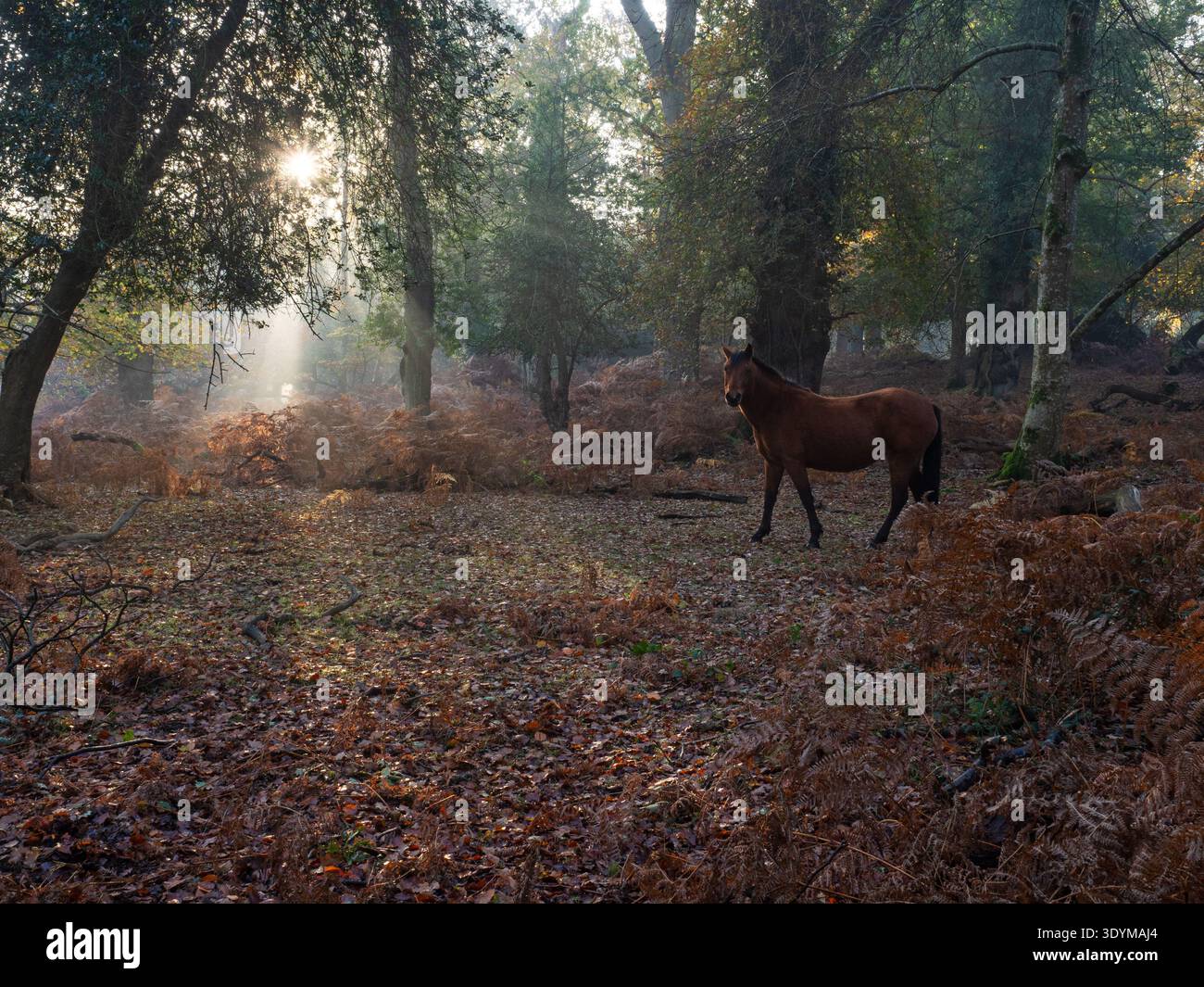 Rayons lumineux traversant les arbres et un poney New Forest Equus caballus à Matley Wood, New Forest National Park, Hampshire, Angleterre, Royaume-Uni, novembre 2020 Banque D'Images