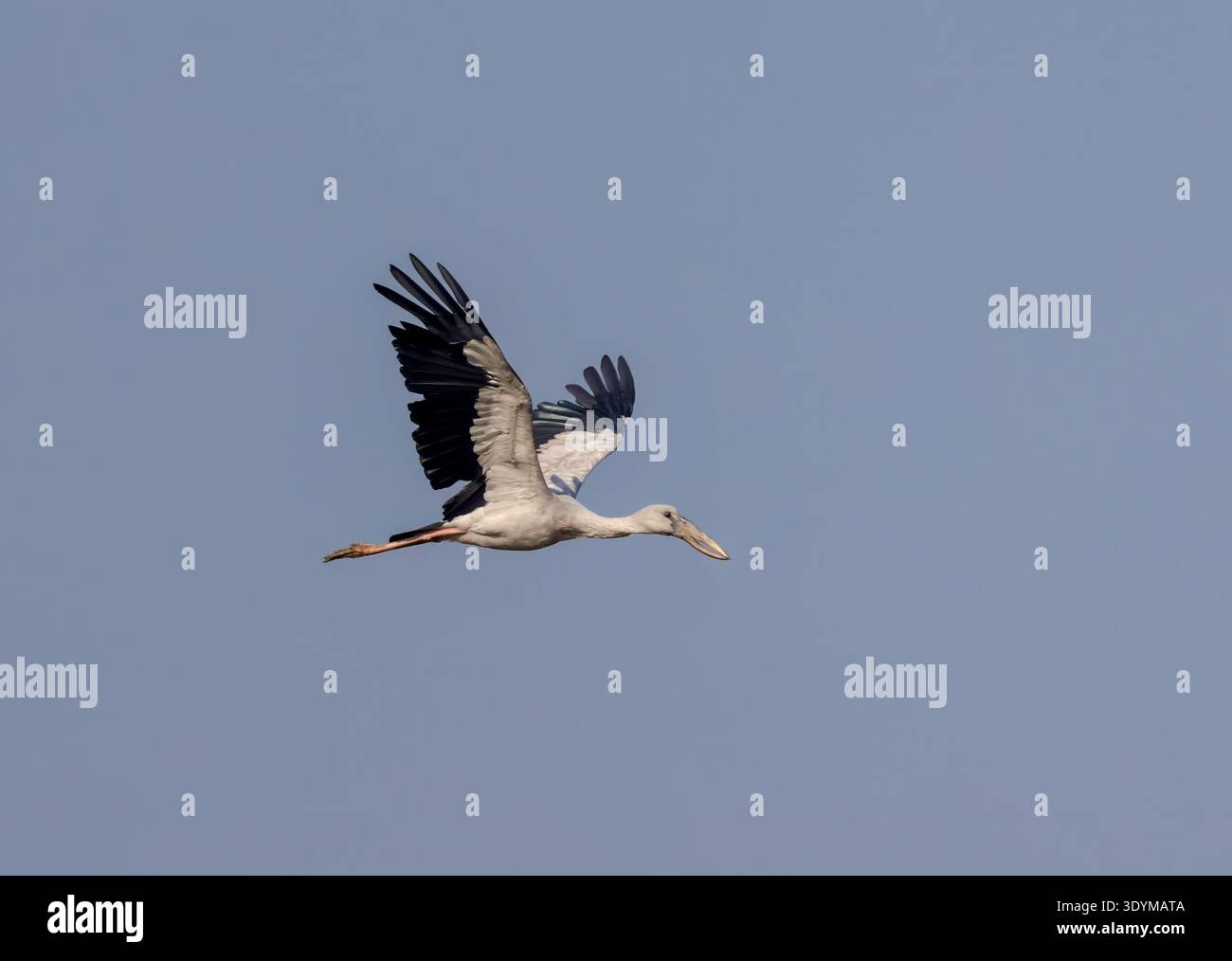 La cigogne asiatique à bec ouvert est un grand échassier de la famille des cigognes Ciconiidae. Banque D'Images