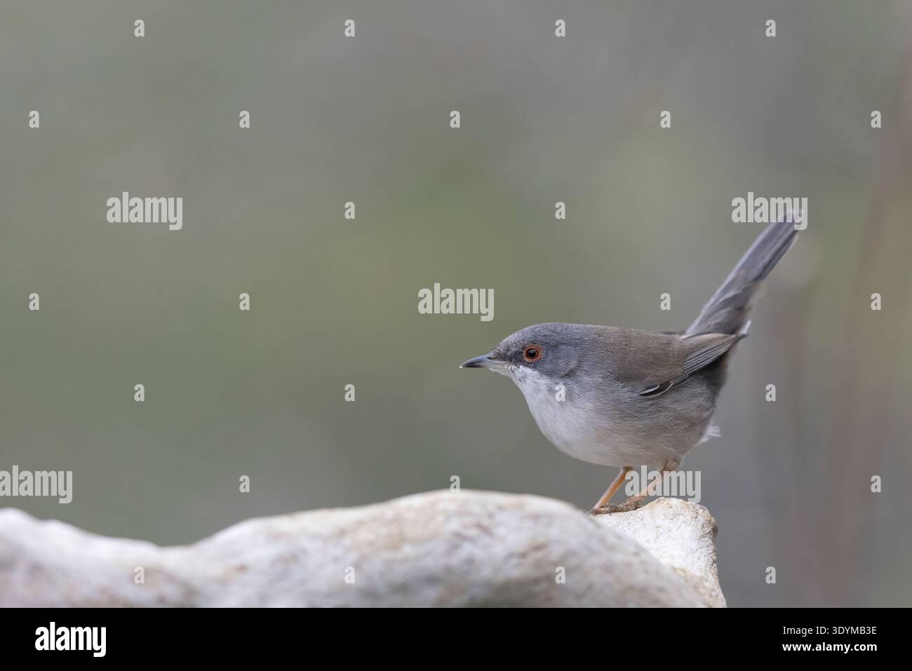Portrait d'une Paruline sauvage femelle sarde (Curruca melanocephala) dans son habitat naturel méditerranéen. Banque D'Images