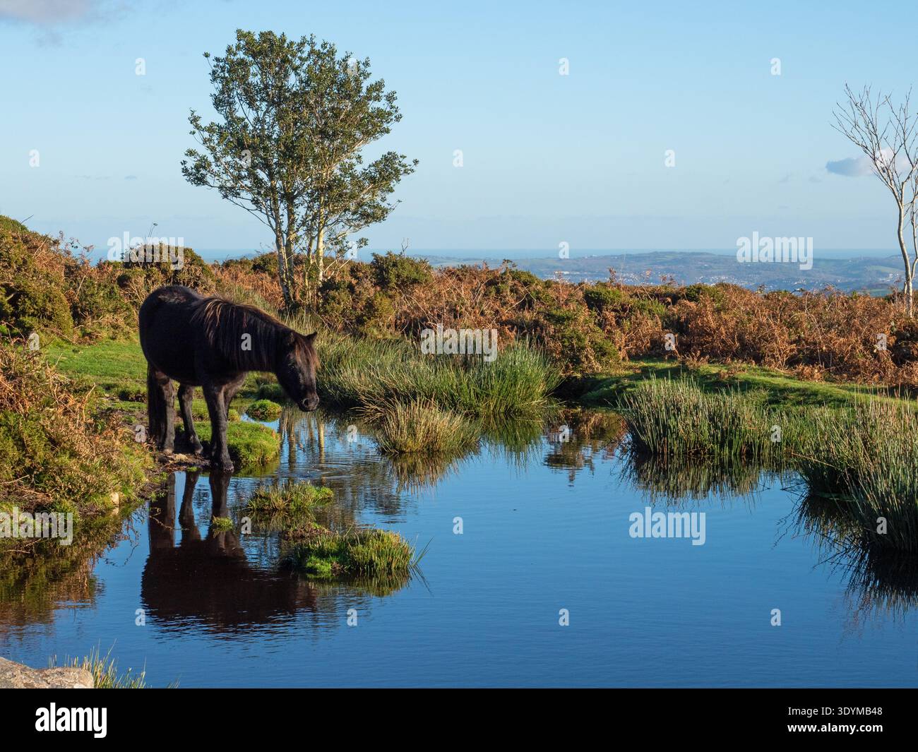 Poney de Dartmoor Equus ferus caballus à côté d'une piscine de landes près de Haytor tramway, parc national de Dartmoor, Devon, Angleterre, Royaume-Uni, novembre 2020 Banque D'Images