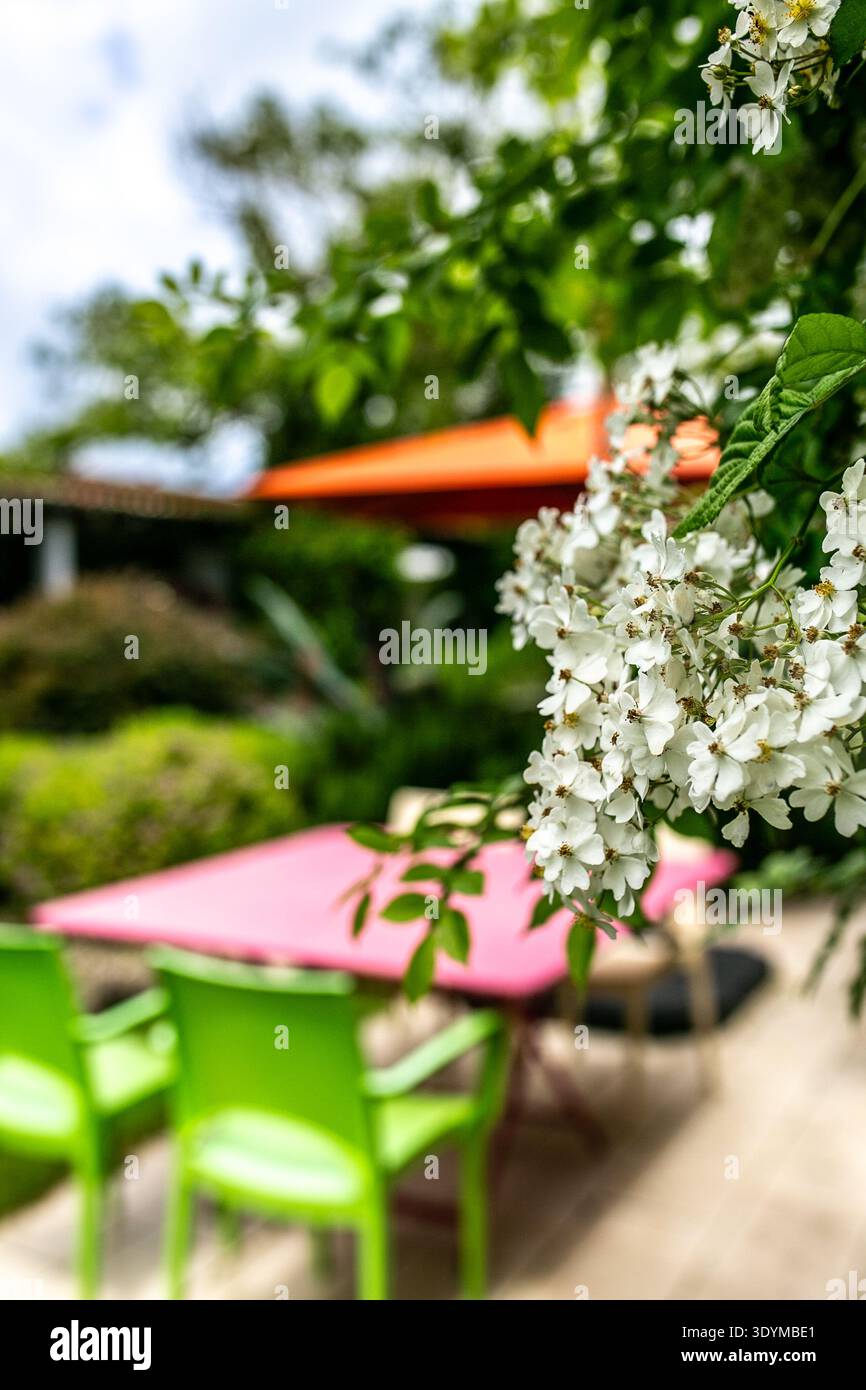 Décor paisible de patio avec un ensemble de salle à manger coloré avec des chaises vert vif et une table rose, avec des fleurs de jasmin blanc au premier plan Banque D'Images