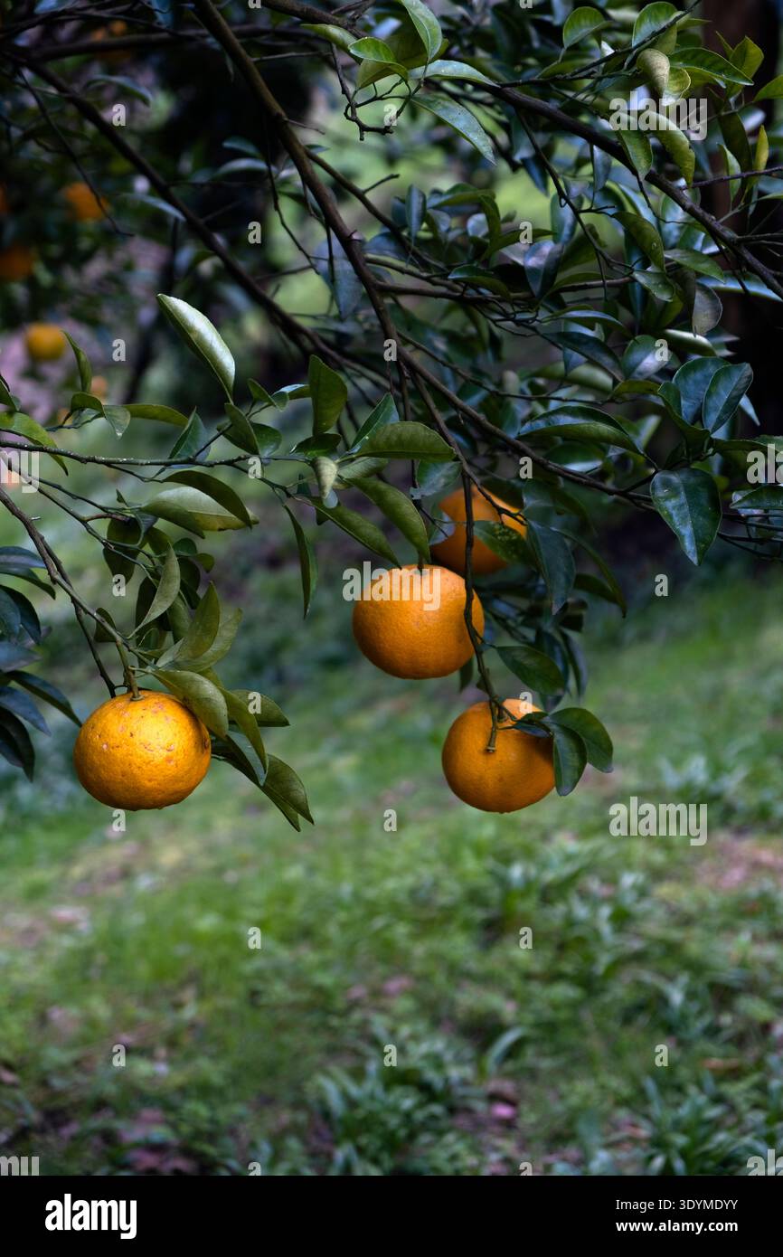 Oranges mûres suspendues à une branche d'agrumes Banque D'Images