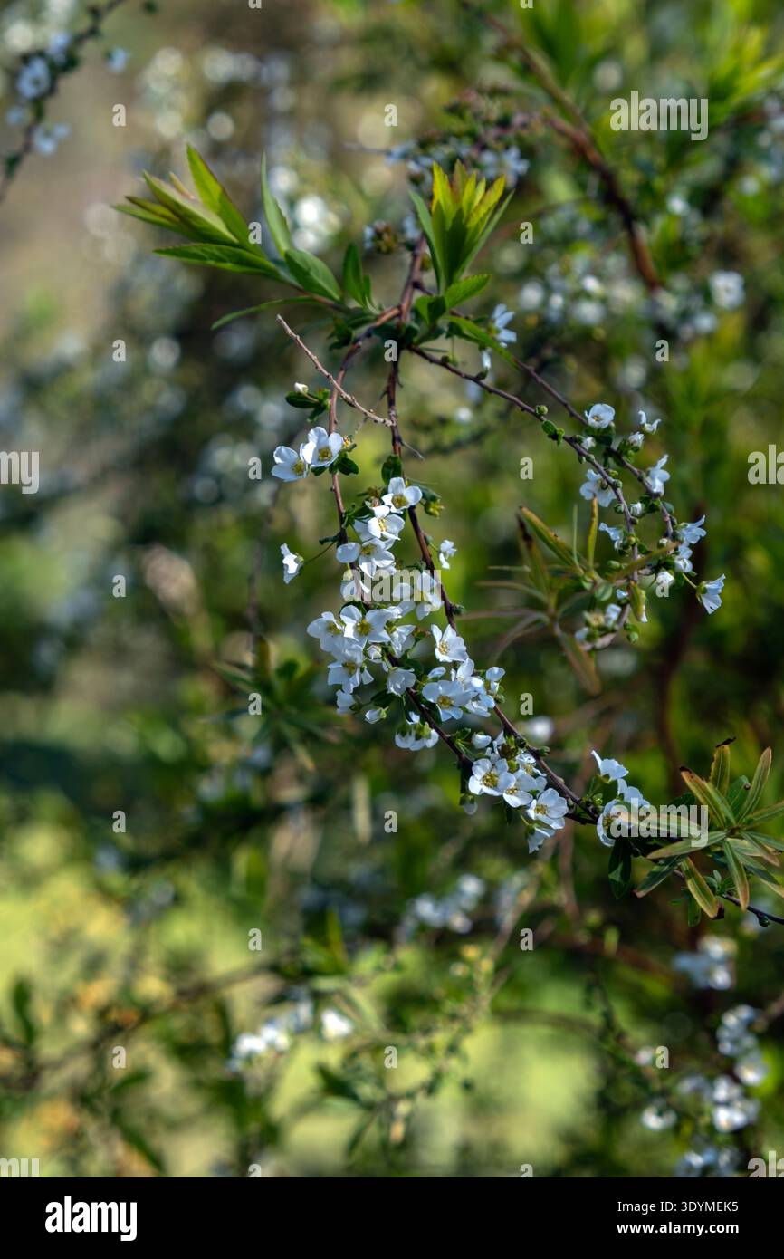 Fleurs blanches de spirea de Thunberg fleurissant sur un arbuste Banque D'Images