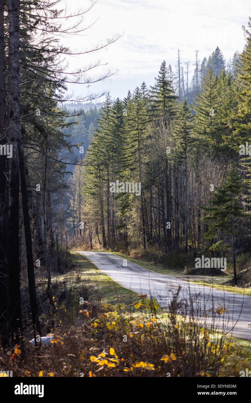 Une route dans les bois avec des arbres des deux côtés. La route est bordée d'arbres et le ciel est nuageux. Aucune voiture ou véhicule ne circule sur la route. Banque D'Images