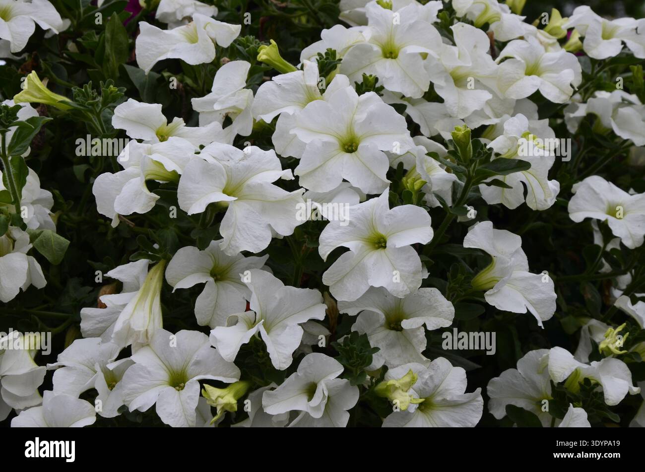 Gros plan d'une bordure florale avec une fleur colorée Petunia Wave Sweetheart Banque D'Images