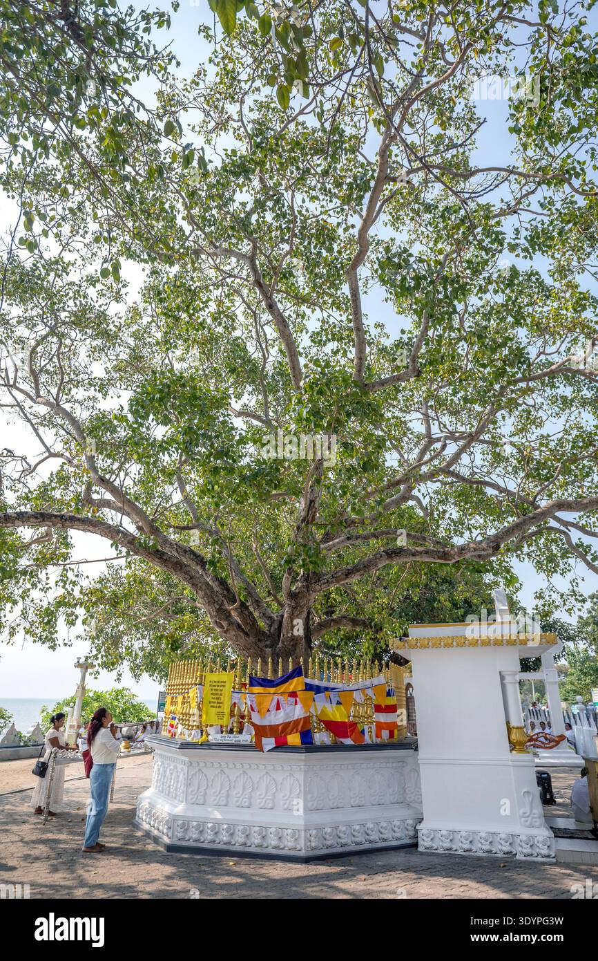 ÎLE DE NAINATIVU, Sri LANKA - 02 MARS 20226 : les femmes prient à côté de l'arbre sacré Bo à Nagadipa Vihara sur l'île de Nainativu au large de Jaffna. Banque D'Images