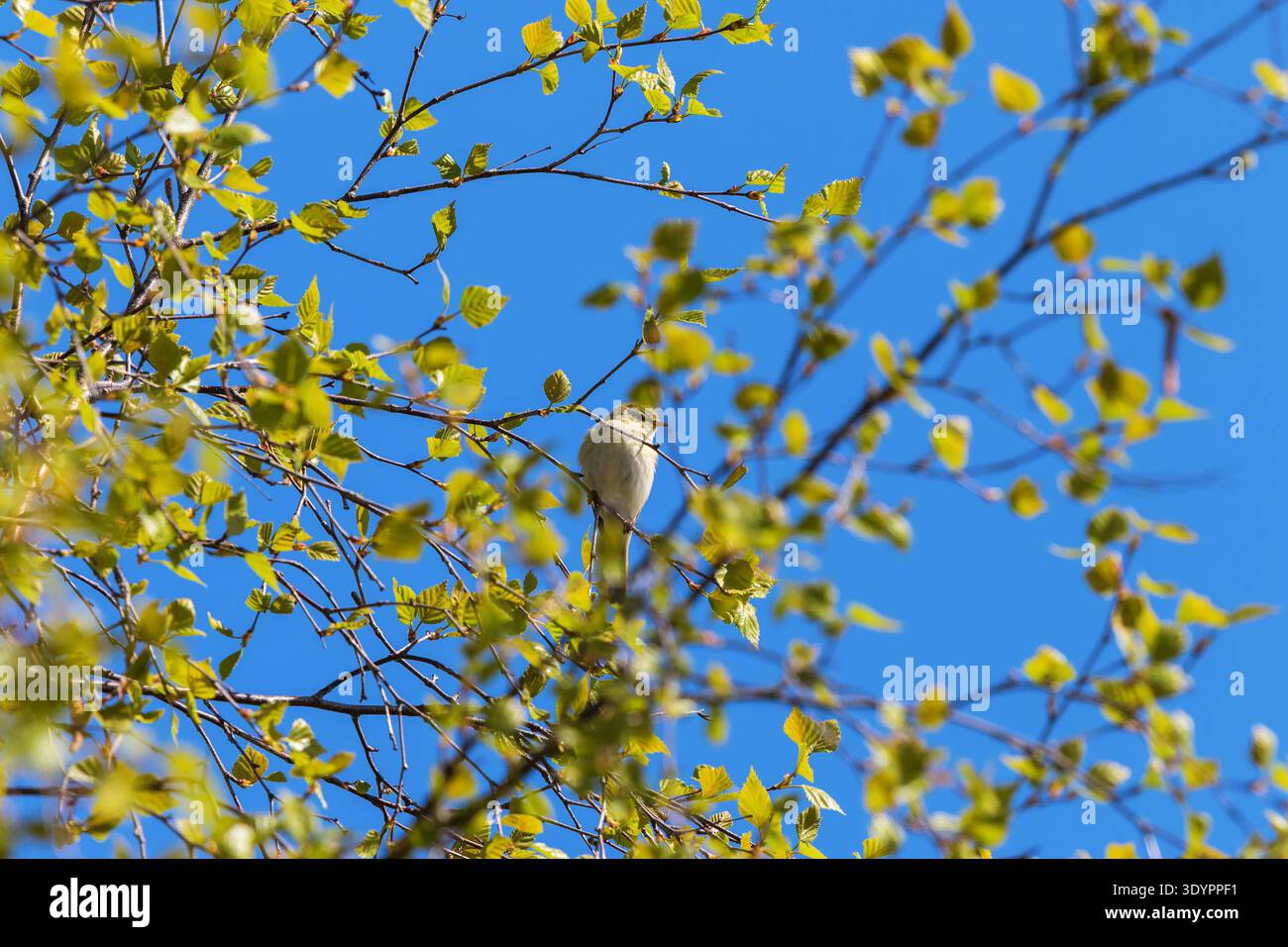 Willow Warbler sur une branche au printemps Banque D'Images