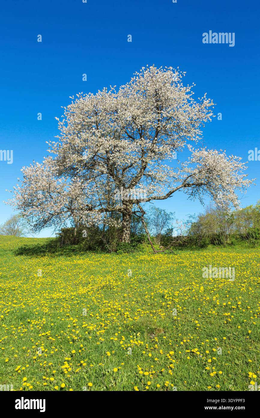 Prairie de pissenlits et un cerisier en fleurs Banque D'Images