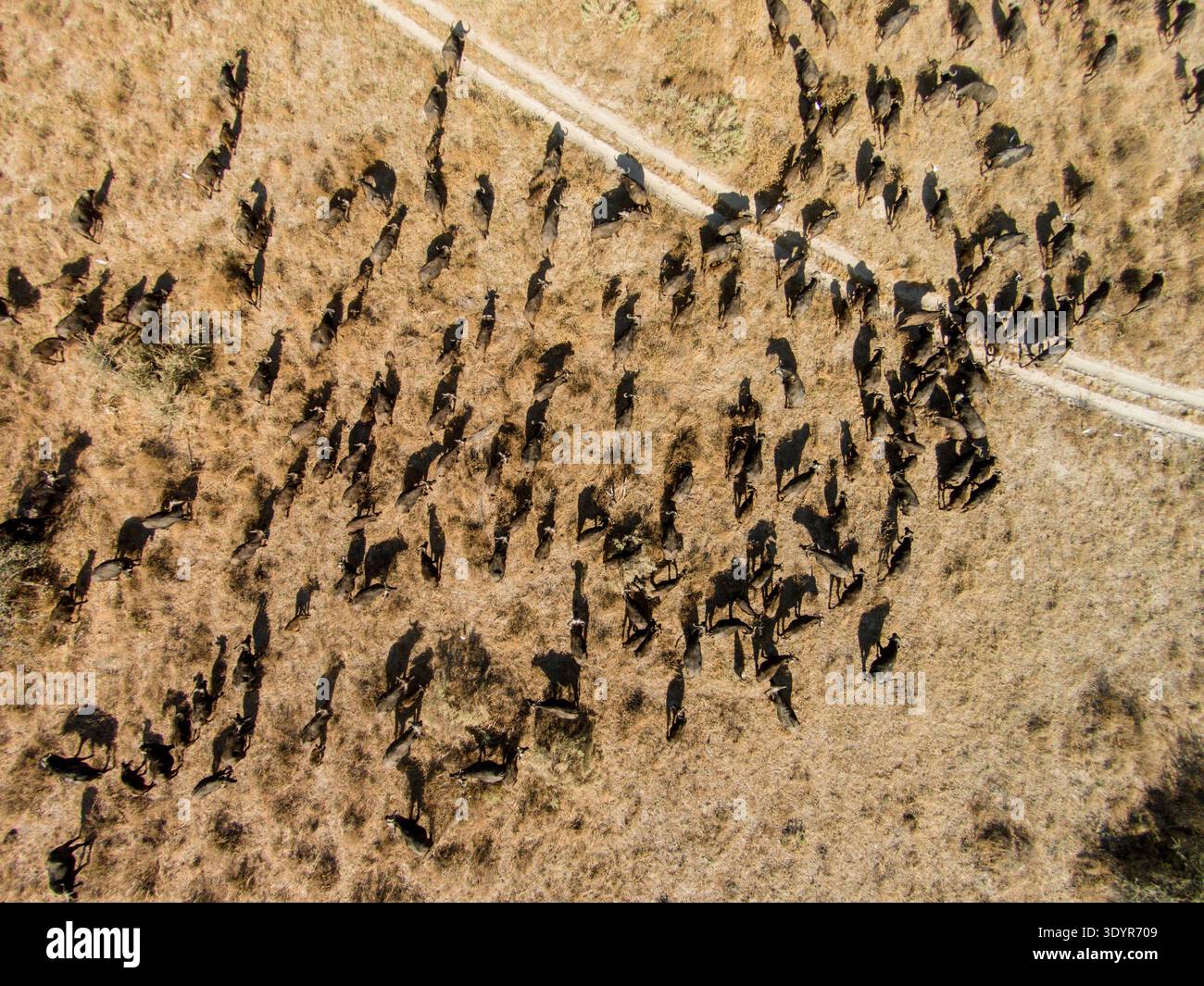 Vue aérienne du troupeau de Cape Buffalo dans le delta de l'Okavango, parc national de Chobe, Botswana Banque D'Images