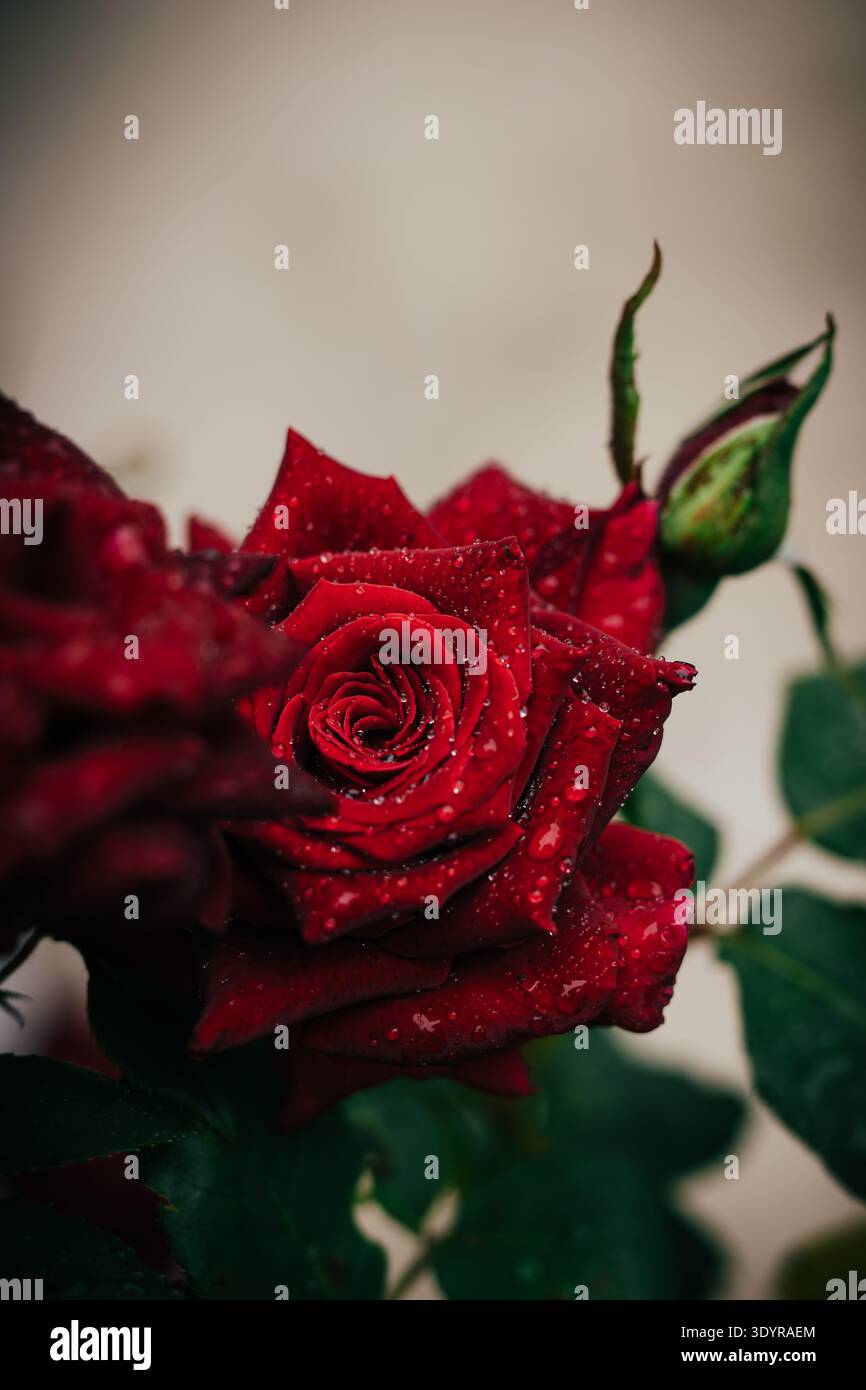 Red rose with water droplets in dramatic close up Banque D'Images