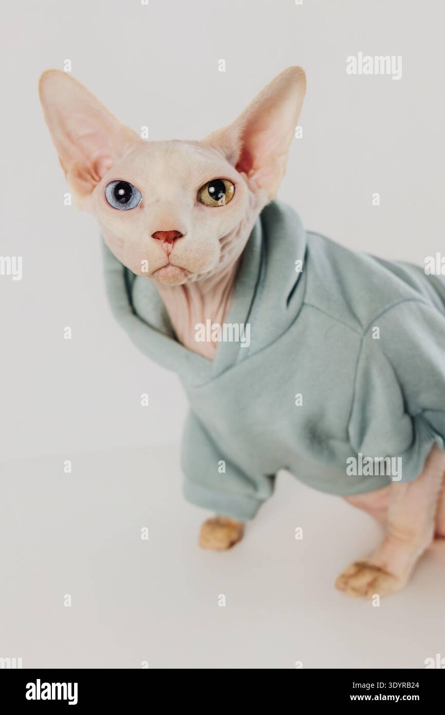 Chat sans poils portant un sweat-shirt à capuche bleu bébé se trouve sur la boîte blanche Banque D'Images