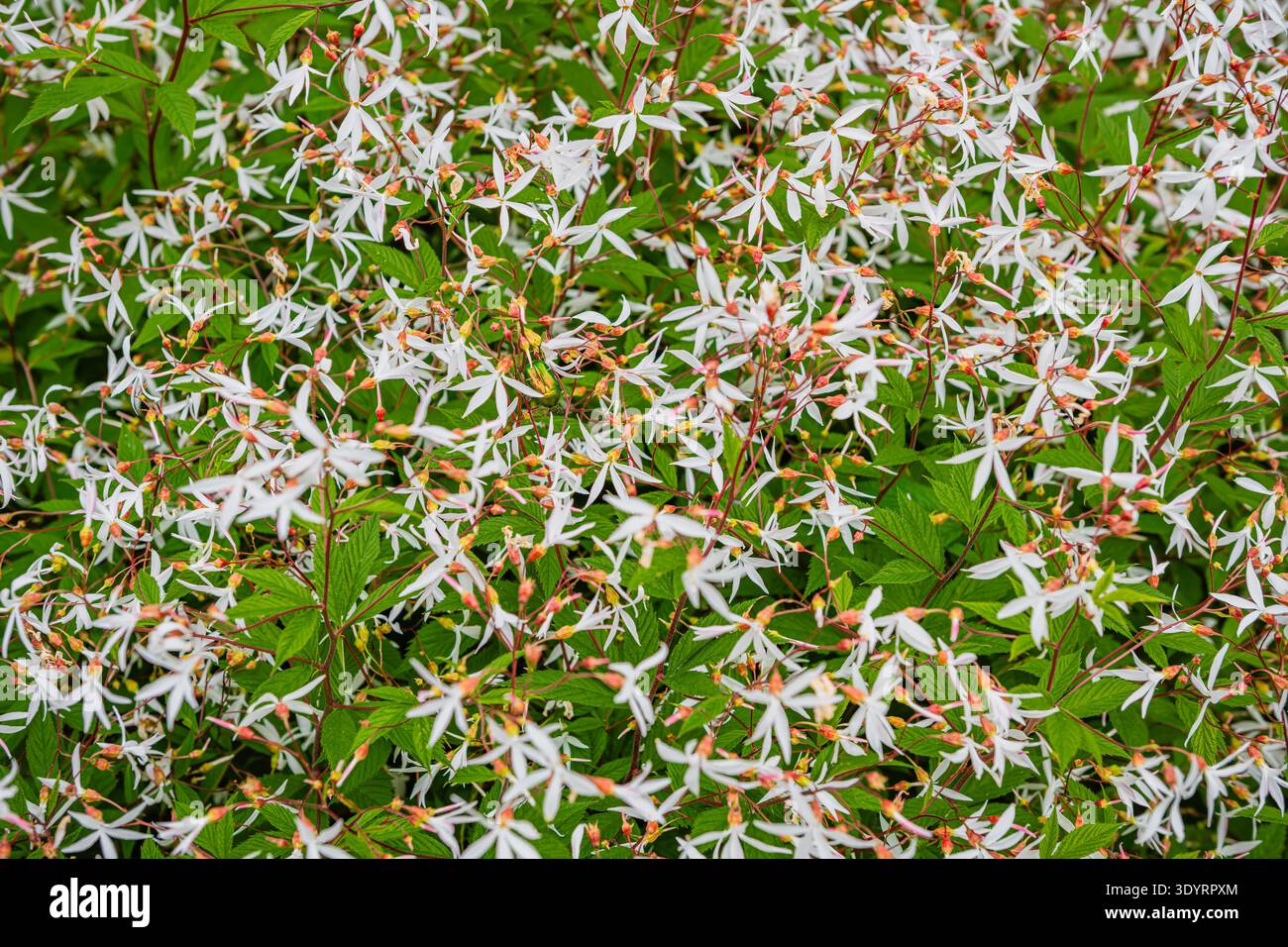 Foamflower (Tiarella cordifolia) en pleine floraison, Lituanie Banque D'Images
