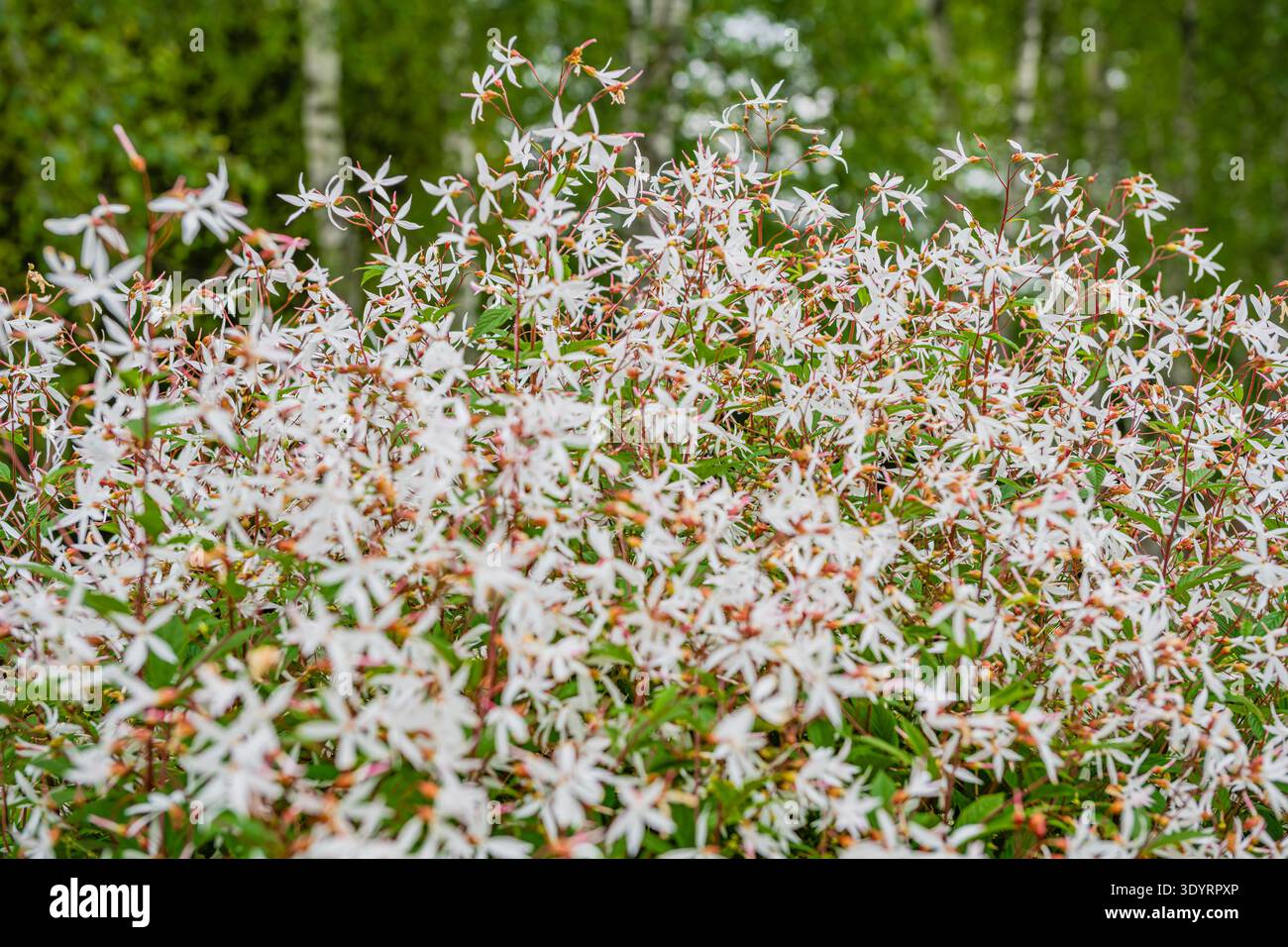 Foamflower (Tiarella cordifolia) en pleine floraison, Lituanie Banque D'Images