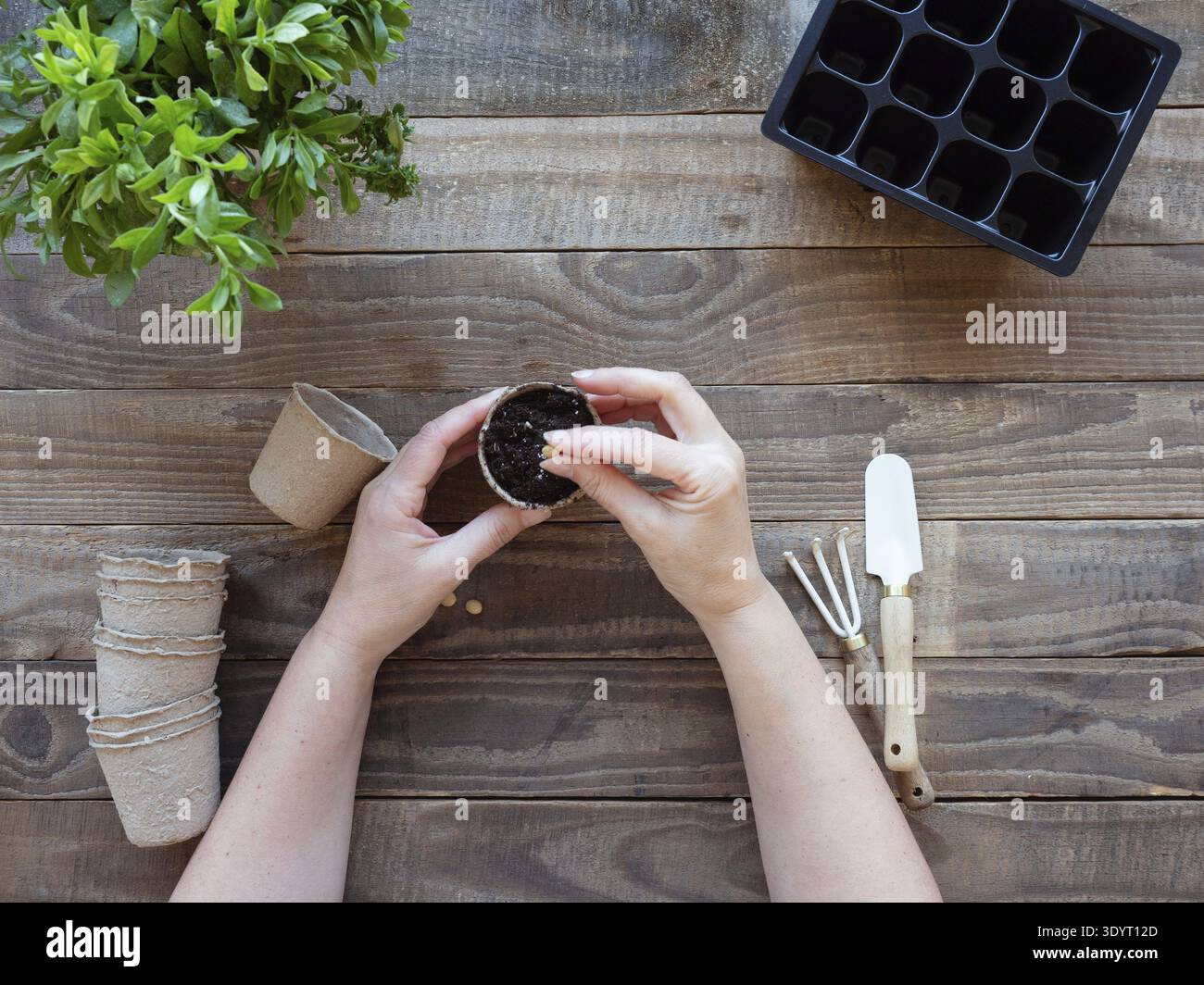 Mains plantant des graines dans des pots de tourbe biodégradables pour le jardinage printanier Banque D'Images