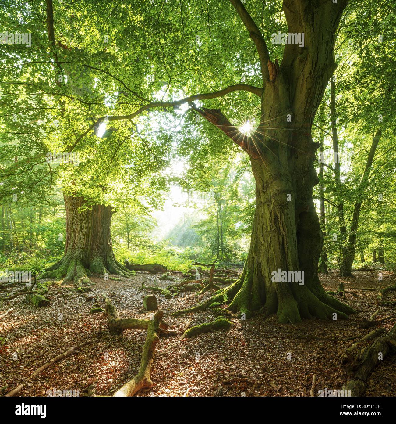 D'énormes vieux hêtres et chênes avec des racines couvertes de mousse dans une ancienne forêt de cabanes, le soleil brille à travers les feuilles vertes, Reinhardswald, Sababurg jungle, Banque D'Images