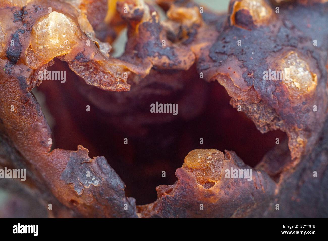 Photographie macro extrême de matière organique brun rougeâtre en décomposition avec un trou naturel et des dépôts cristallins, créant une texture côtière abstraite Banque D'Images