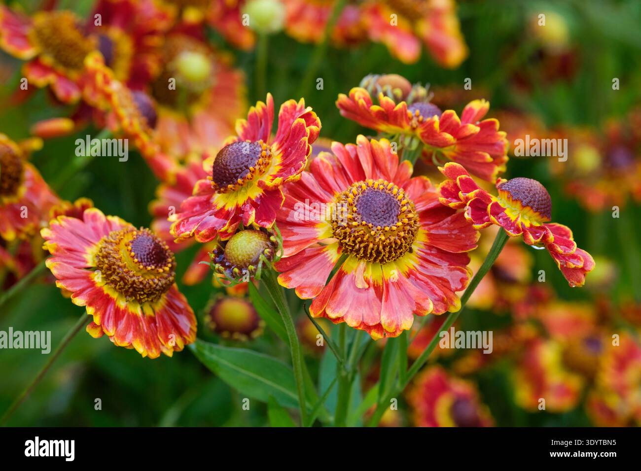 Helenium Autumnale Fuego, sneezeweed Fuego, en forme de lance, feuilles dentées, jaune, bouquets de rayon orange et rouge entourant un disque central brun Banque D'Images