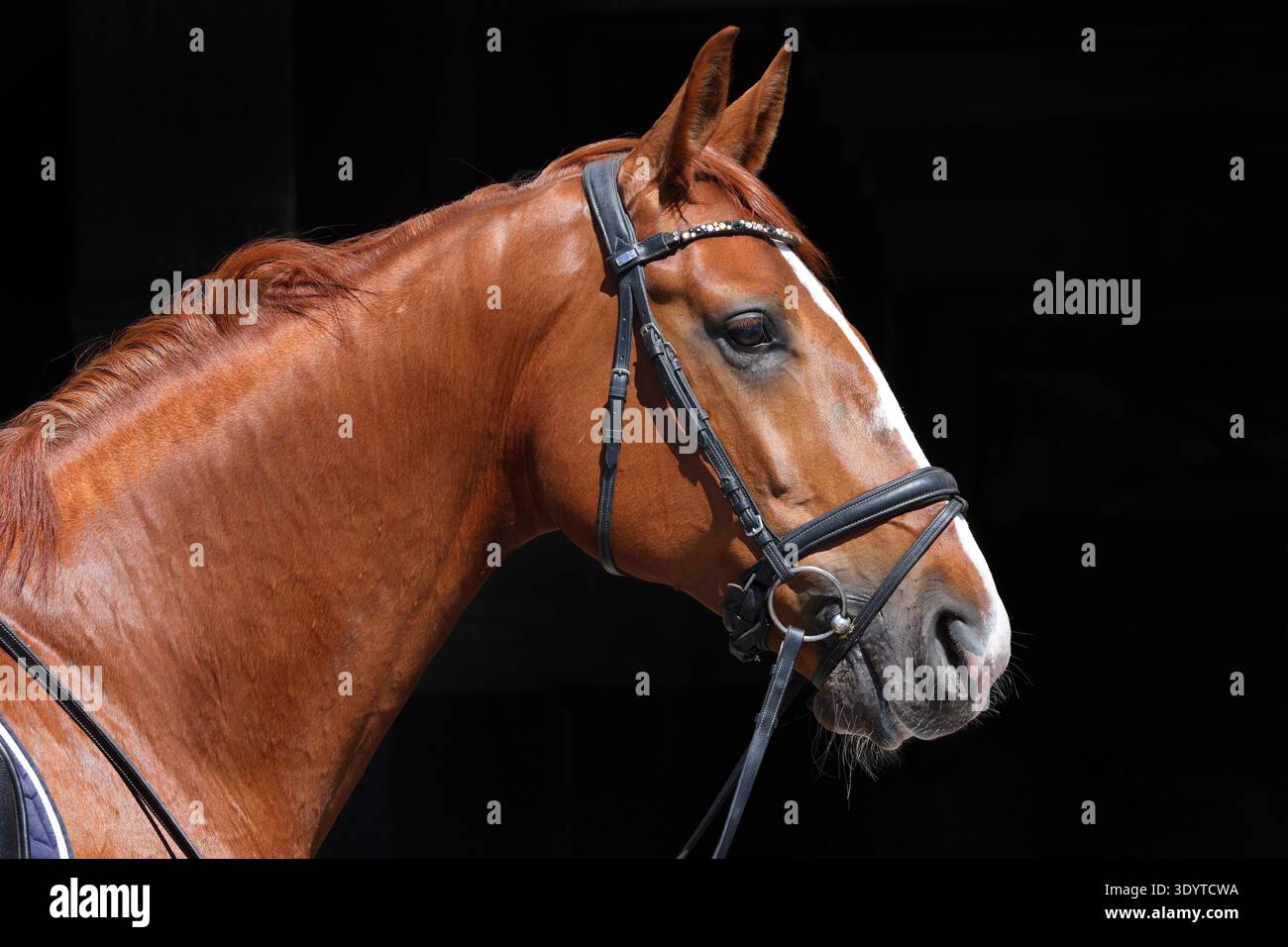 Cheval de course pur-sang Sorrel avec portrait de bride classique en fond sombre Banque D'Images